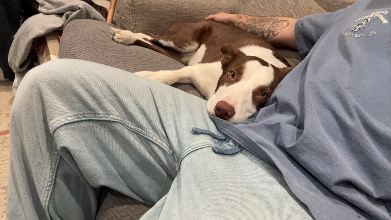 Loki, Adoptable, Adult Male Bull Terrier & Cattle Dog.