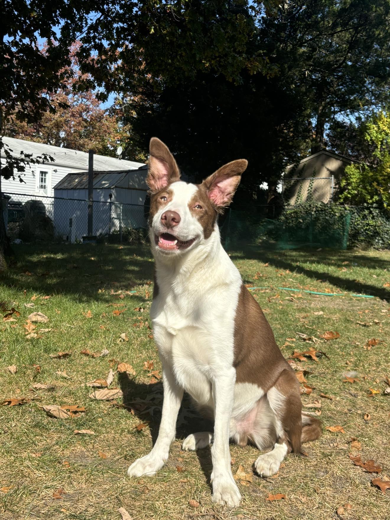 Loki, a Adoptable mixed breed in Spring Lake, NJ image 3/3