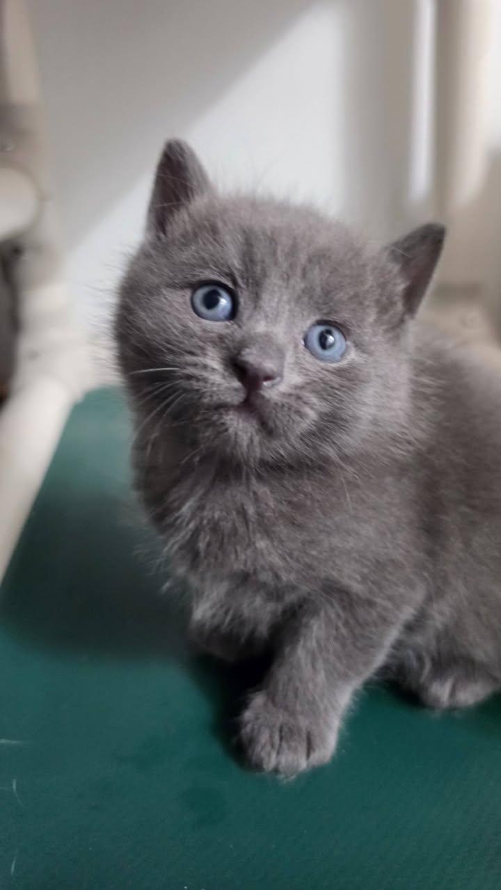 Enlarge Cannonball, a Adoptable Domestic Short Hair in Delmar, NY image 2/5