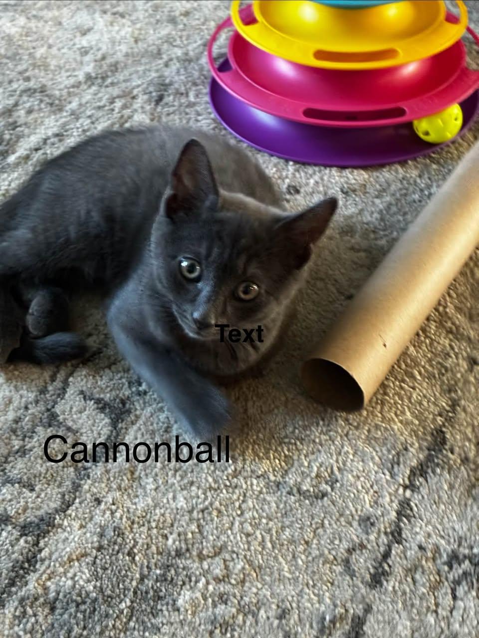 Cannonball, Adoptable, Kitten Male Domestic Short Hair.