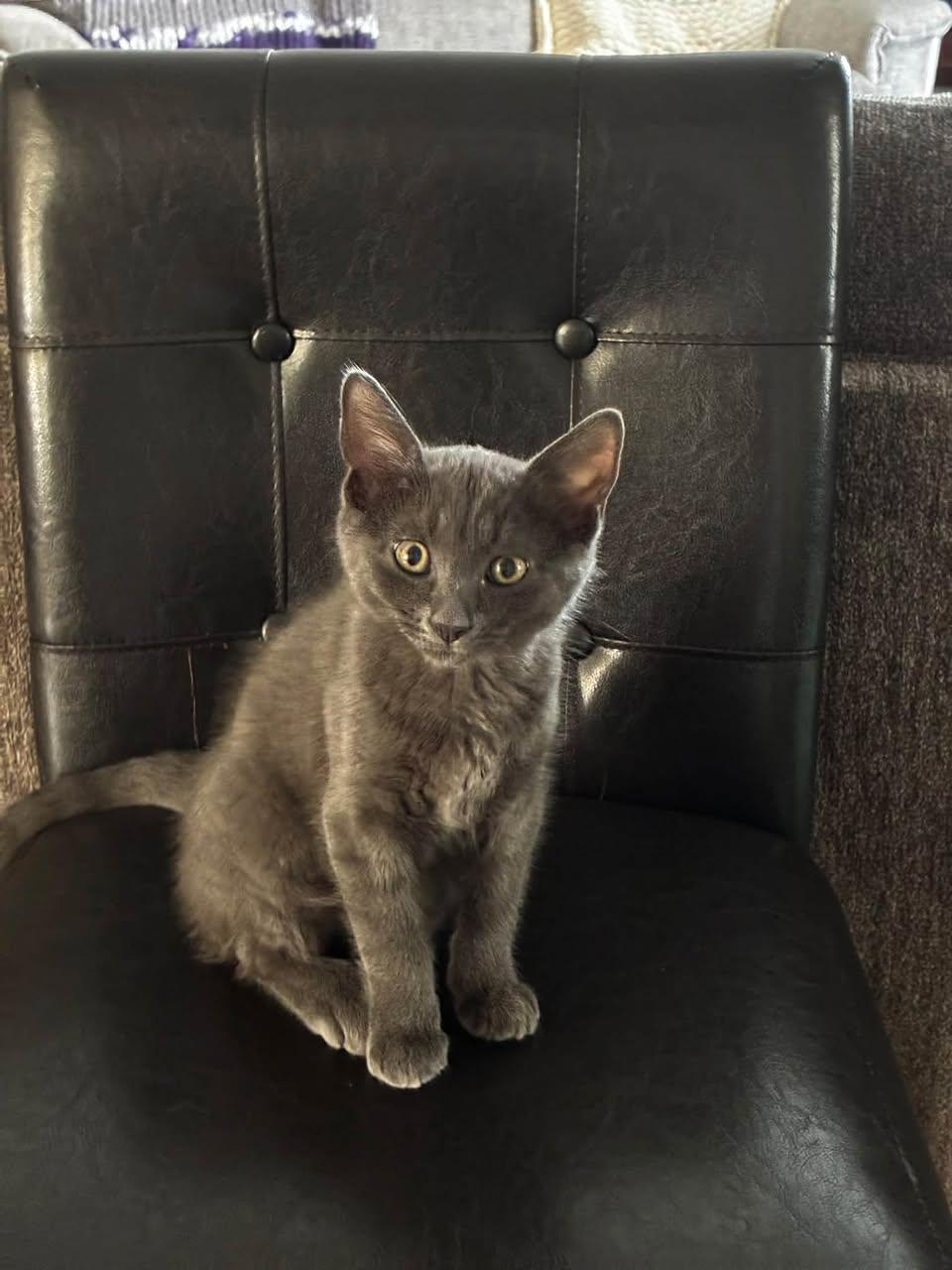 Enlarge Cannonball, a Adoptable Domestic Short Hair in Delmar, NY image 5/5