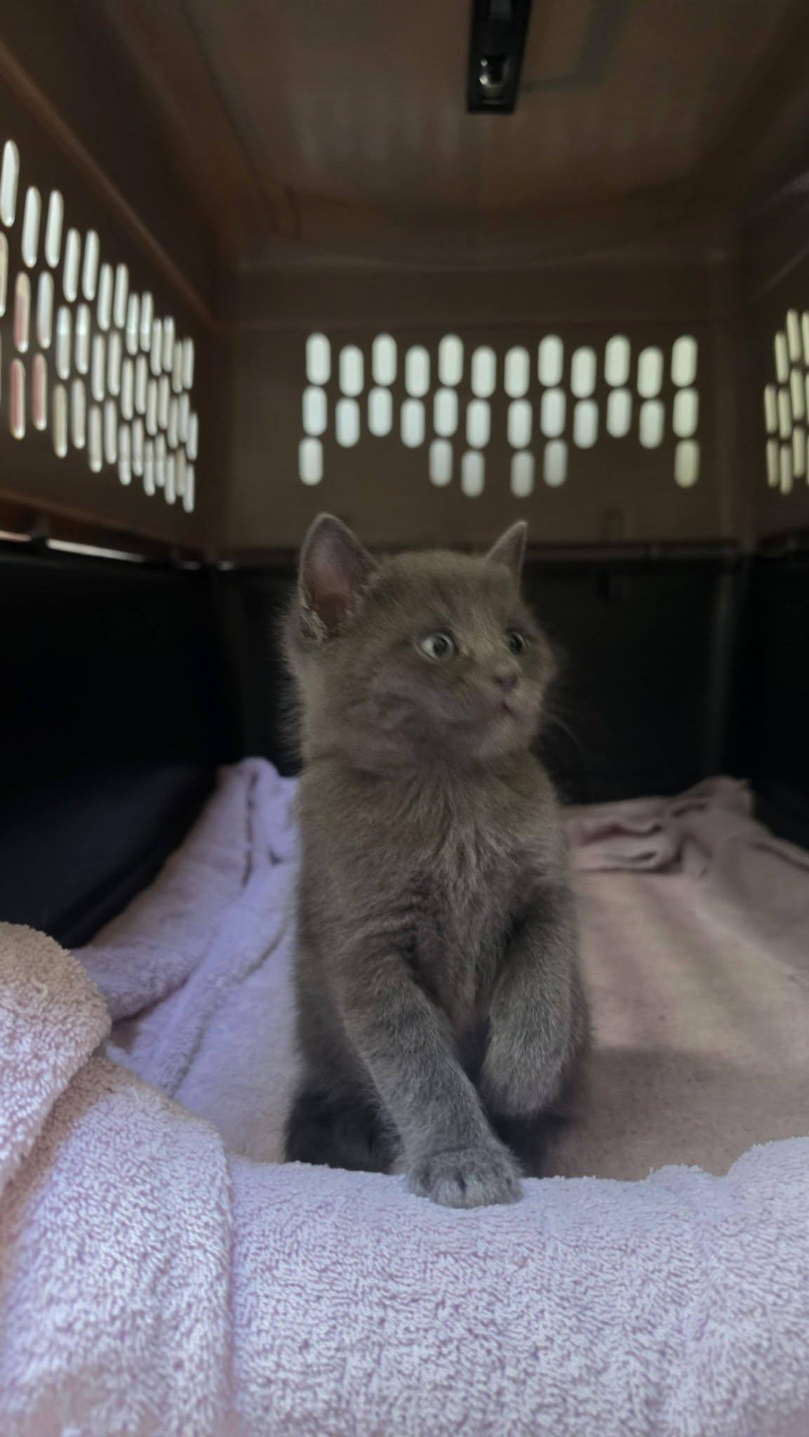Enlarge Cannonball, a Adoptable Domestic Short Hair in Delmar, NY image 4/5