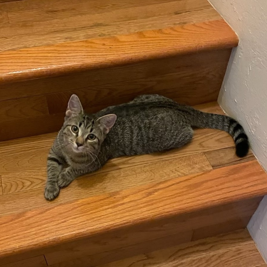 Prissy, Adoptable, Young Female Domestic Short Hair.