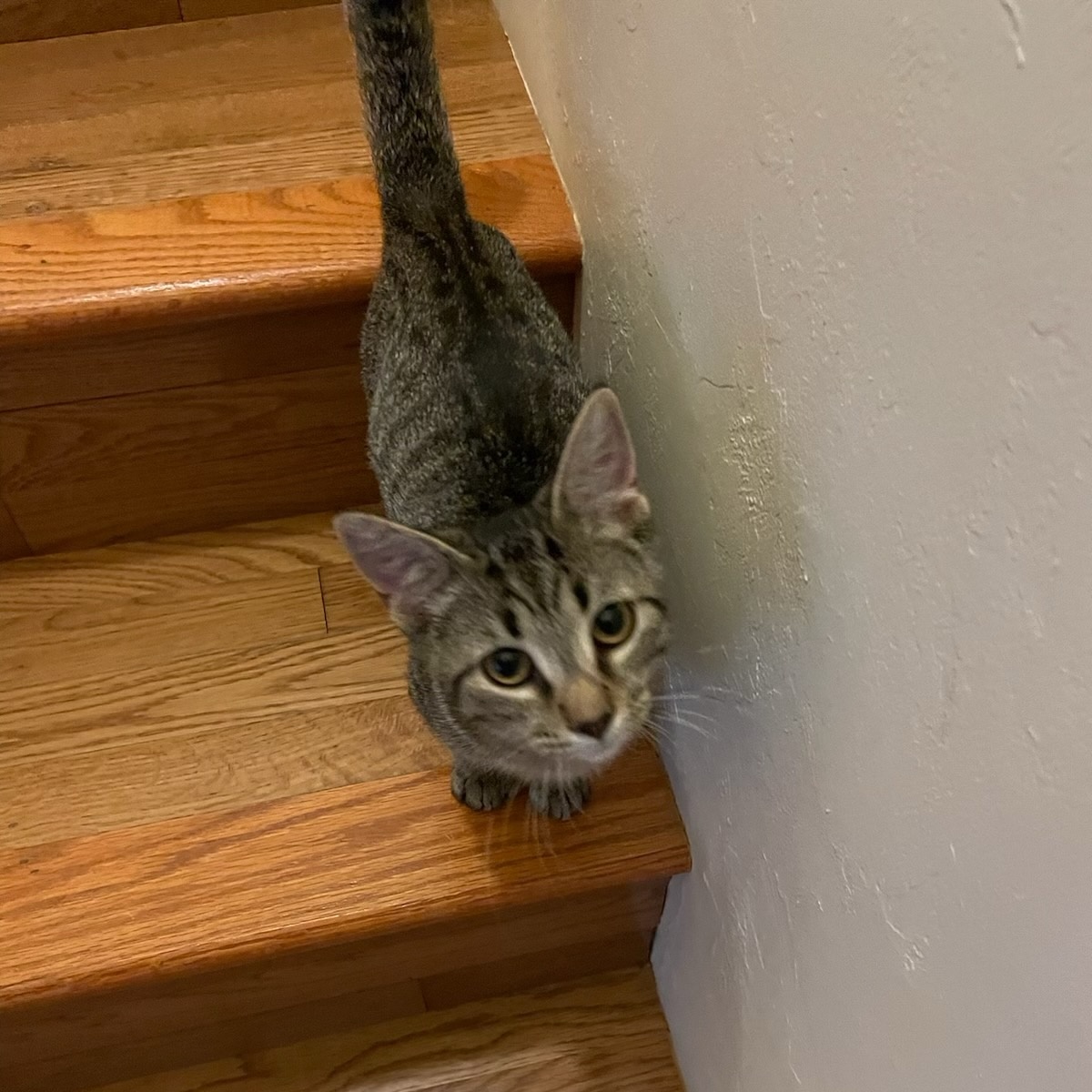 Enlarge Prissy, a Adoptable Domestic Short Hair in Tulsa, OK image 3/5