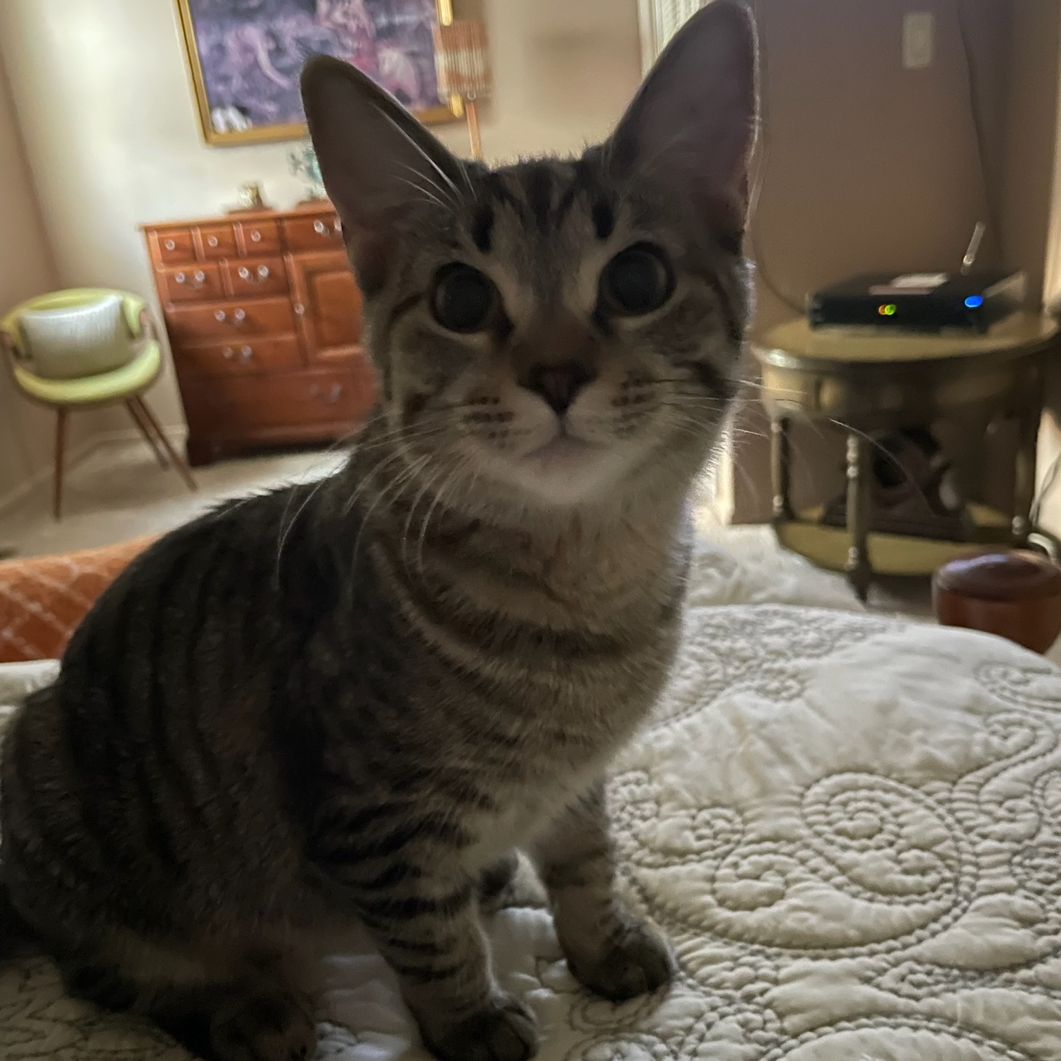 Enlarge Prissy, a Adoptable Domestic Short Hair in Tulsa, OK image 4/5