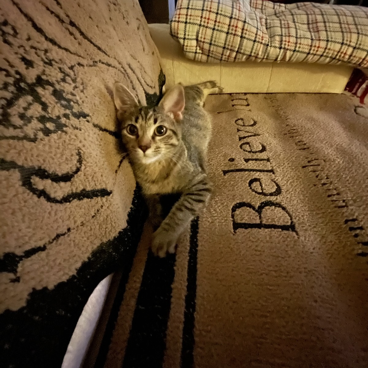 Enlarge Prissy, a Adoptable Domestic Short Hair in Tulsa, OK image 5/5