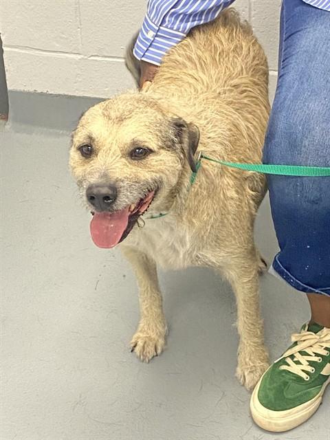 Enlarge LUKE, a Adoptable mixed breed in Saint Cloud, FL image 1/2