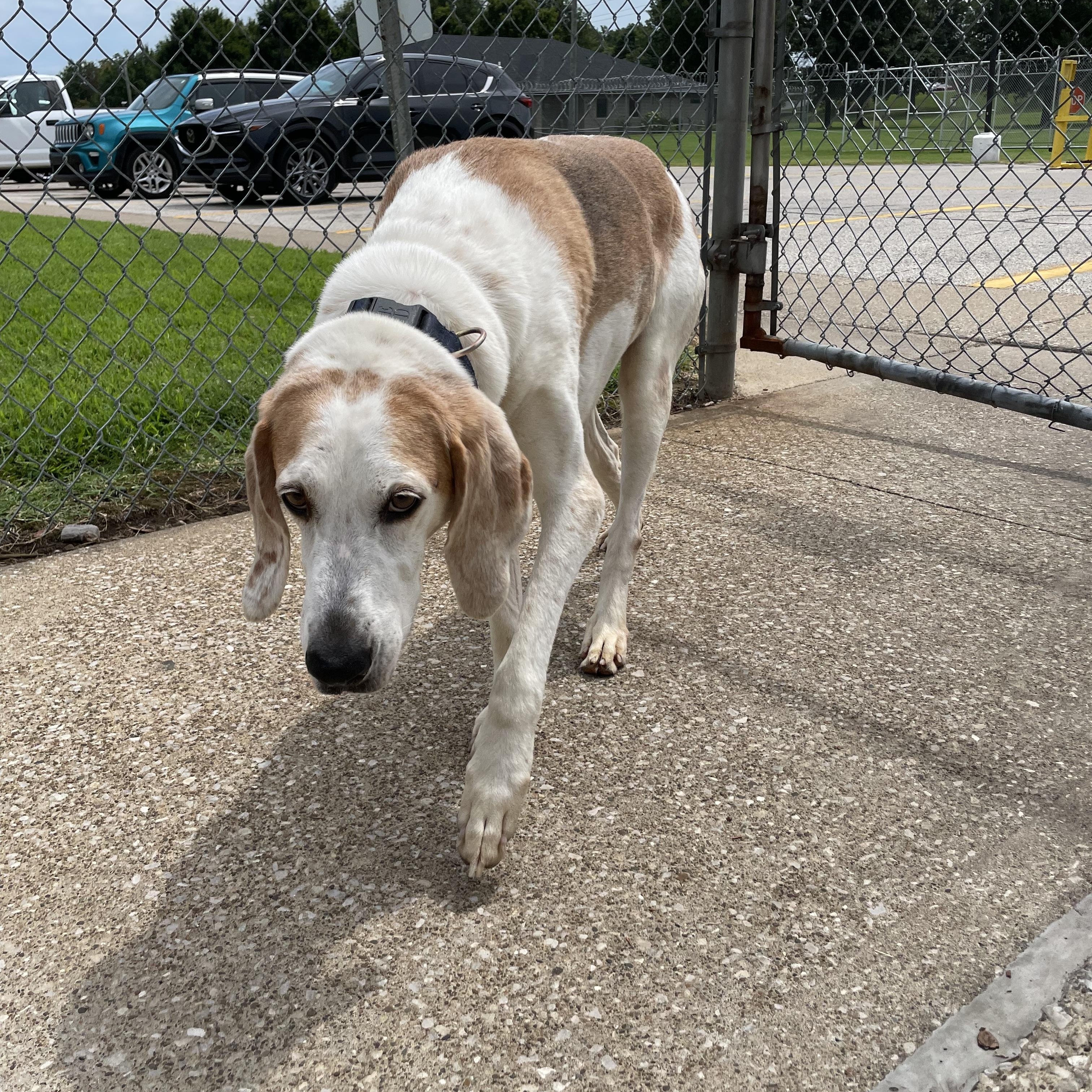 Enlarge Freddy, a Adoptable Coonhound in Owensboro, KY image 3/3
