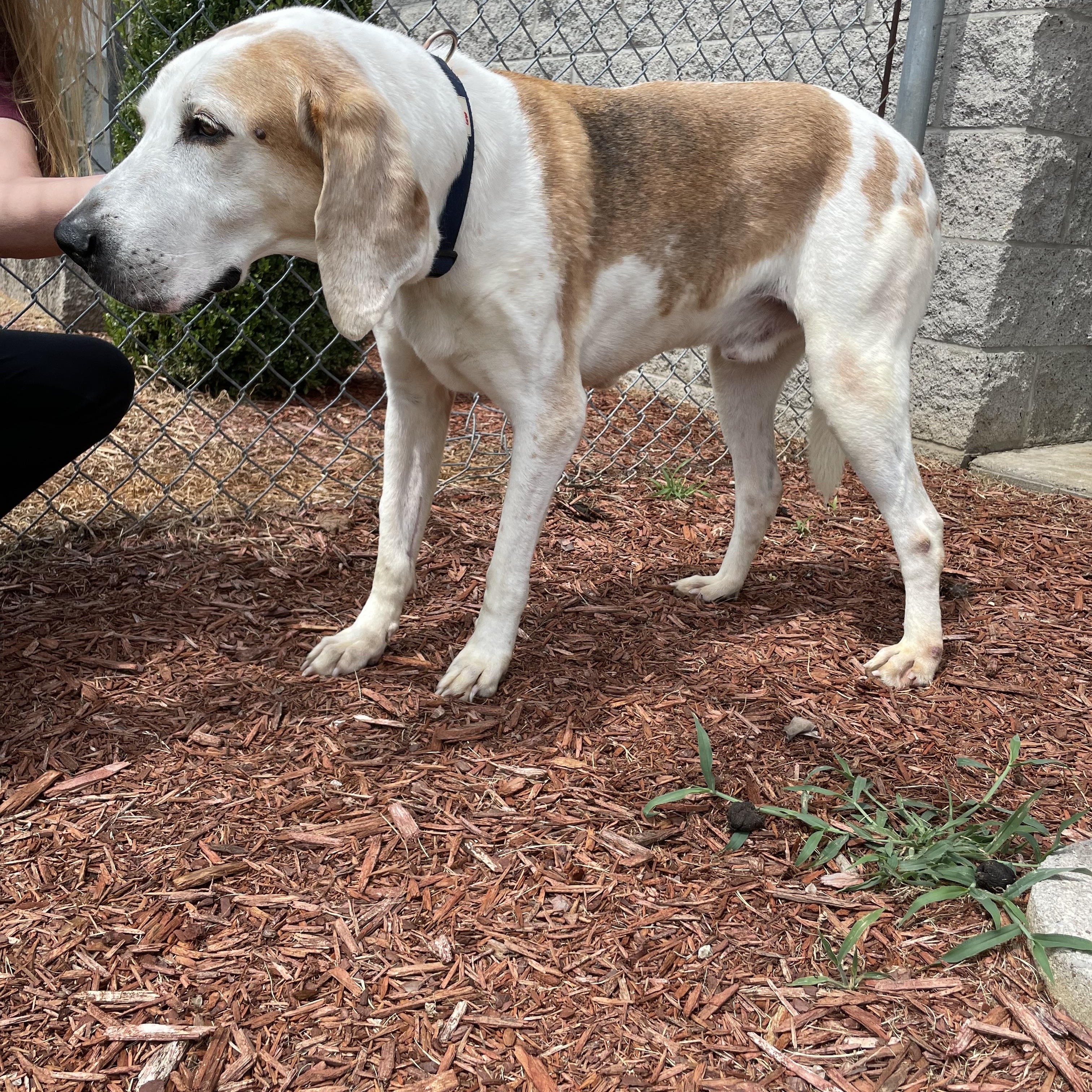 Enlarge Freddy, a Adoptable Coonhound in Owensboro, KY image 2/3