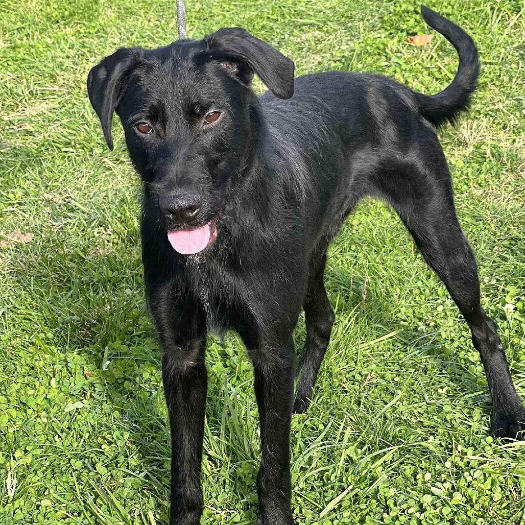 Enlarge The General, a Adoptable Mixed Breed in Huntington, WV image 2/4