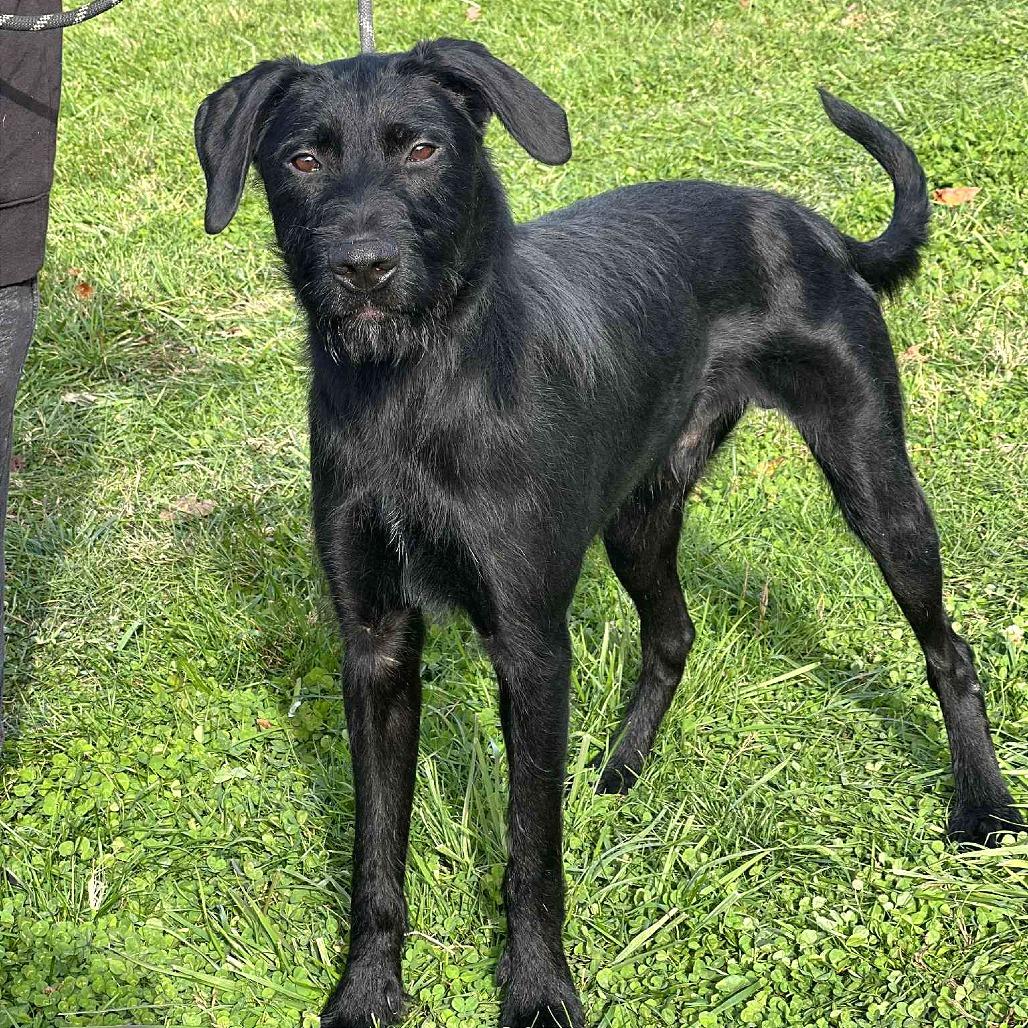Enlarge The General, a Adoptable Mixed Breed in Huntington, WV image 3/4