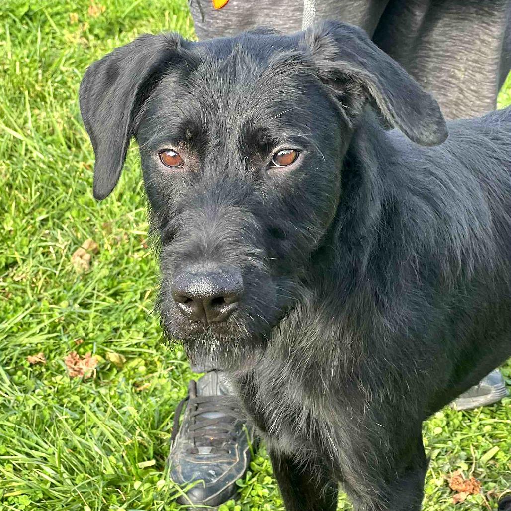 Enlarge The General, a Adoptable Mixed Breed in Huntington, WV image 4/4