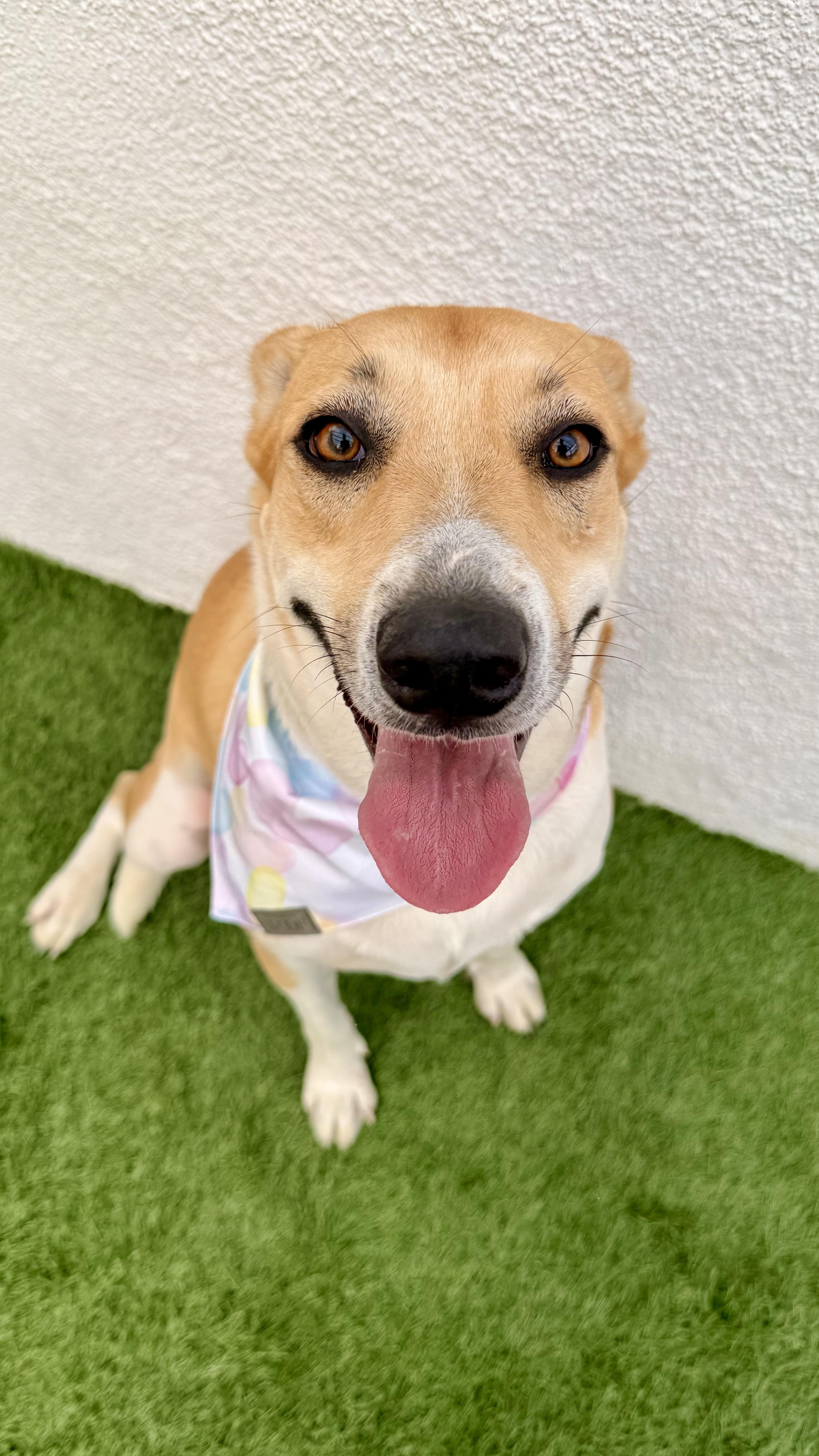 Enlarge JULIETTE, a Adoptable mixed breed in San Diego, CA image 2/5