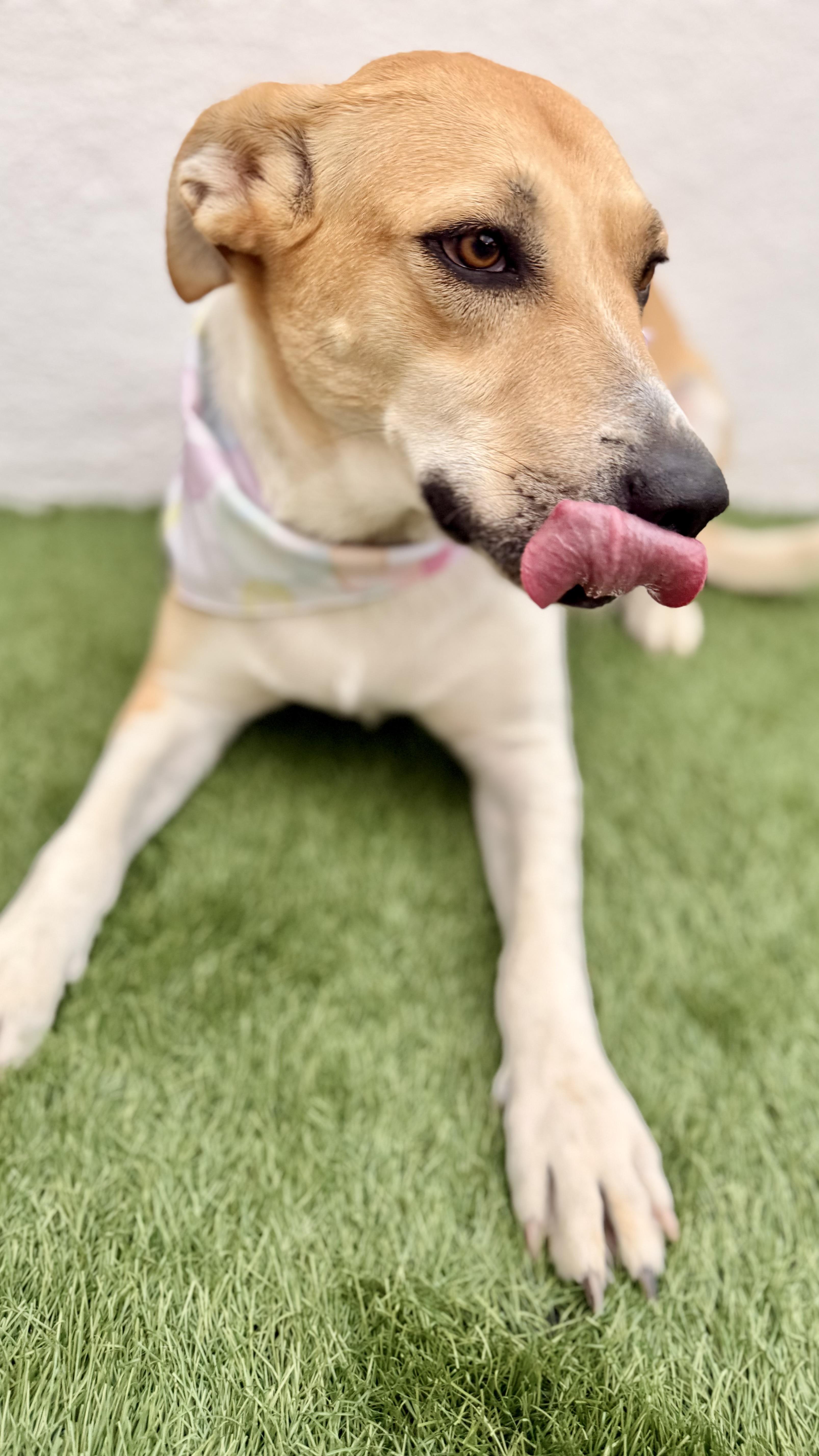 Enlarge JULIETTE, a Adoptable mixed breed in San Diego, CA image 3/5