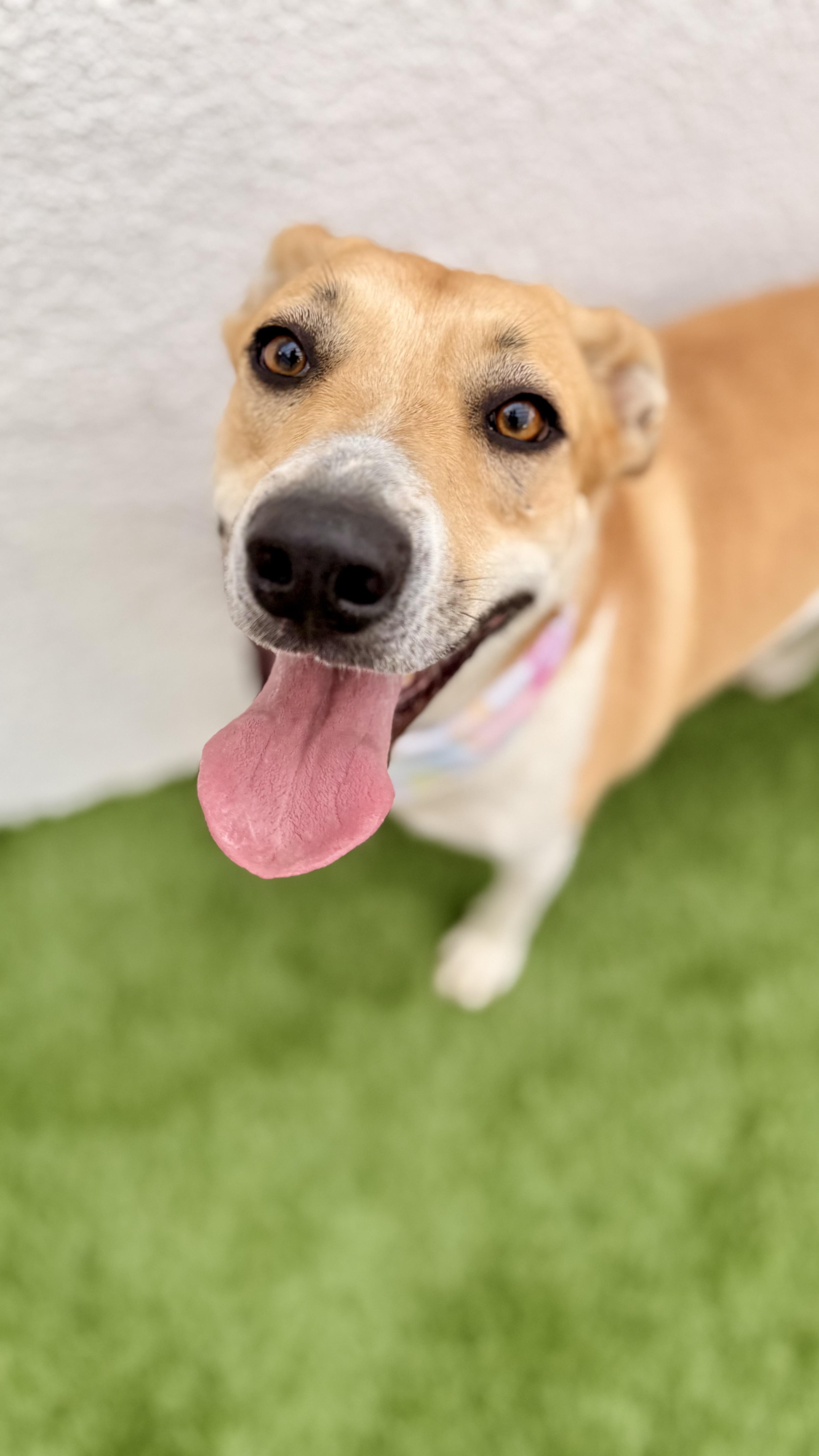 Enlarge JULIETTE, a Adoptable mixed breed in San Diego, CA image 4/5