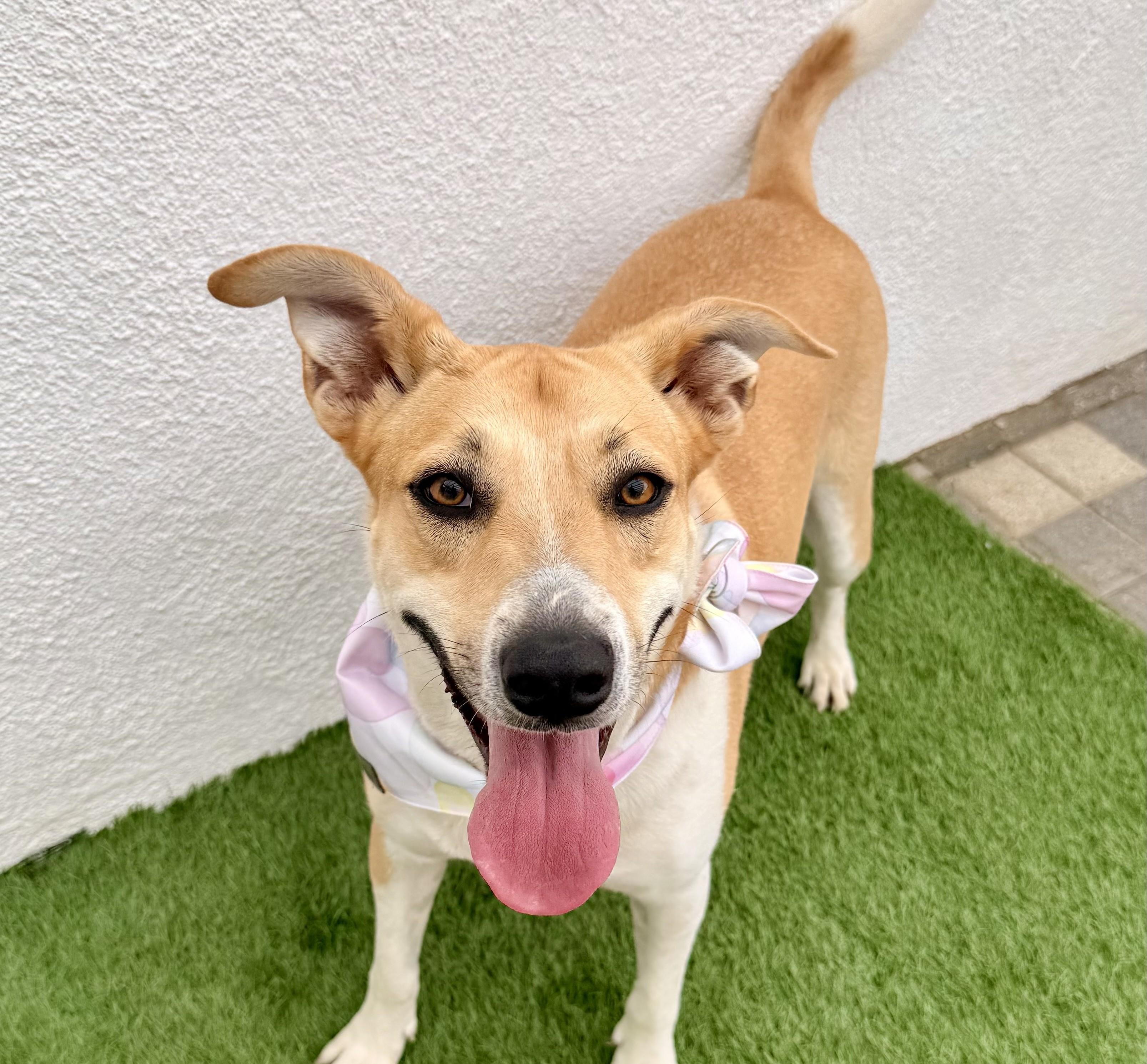 Enlarge JULIETTE, a Adoptable mixed breed in San Diego, CA image 1/5