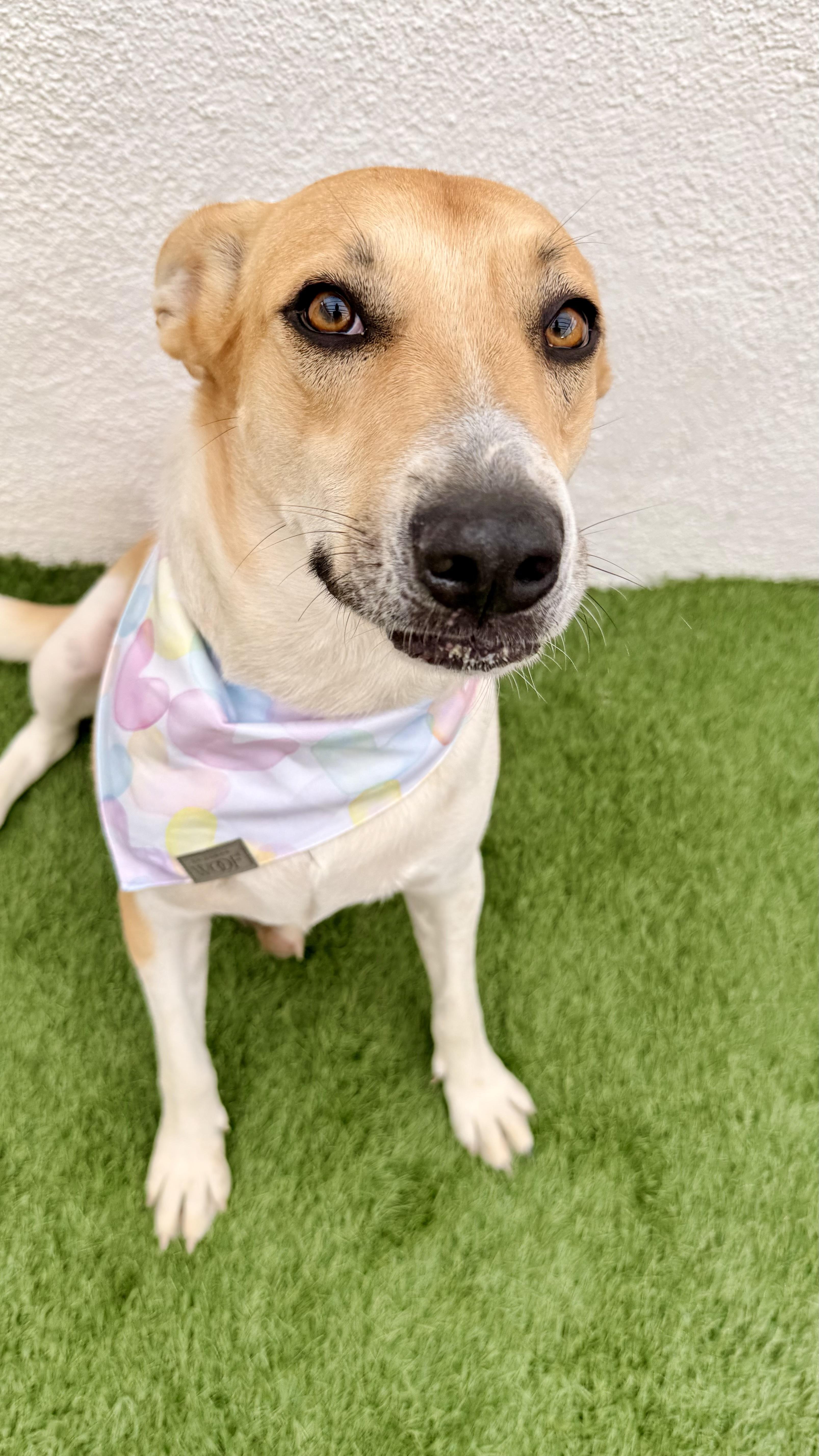 Enlarge JULIETTE, a Adoptable mixed breed in San Diego, CA image 5/5