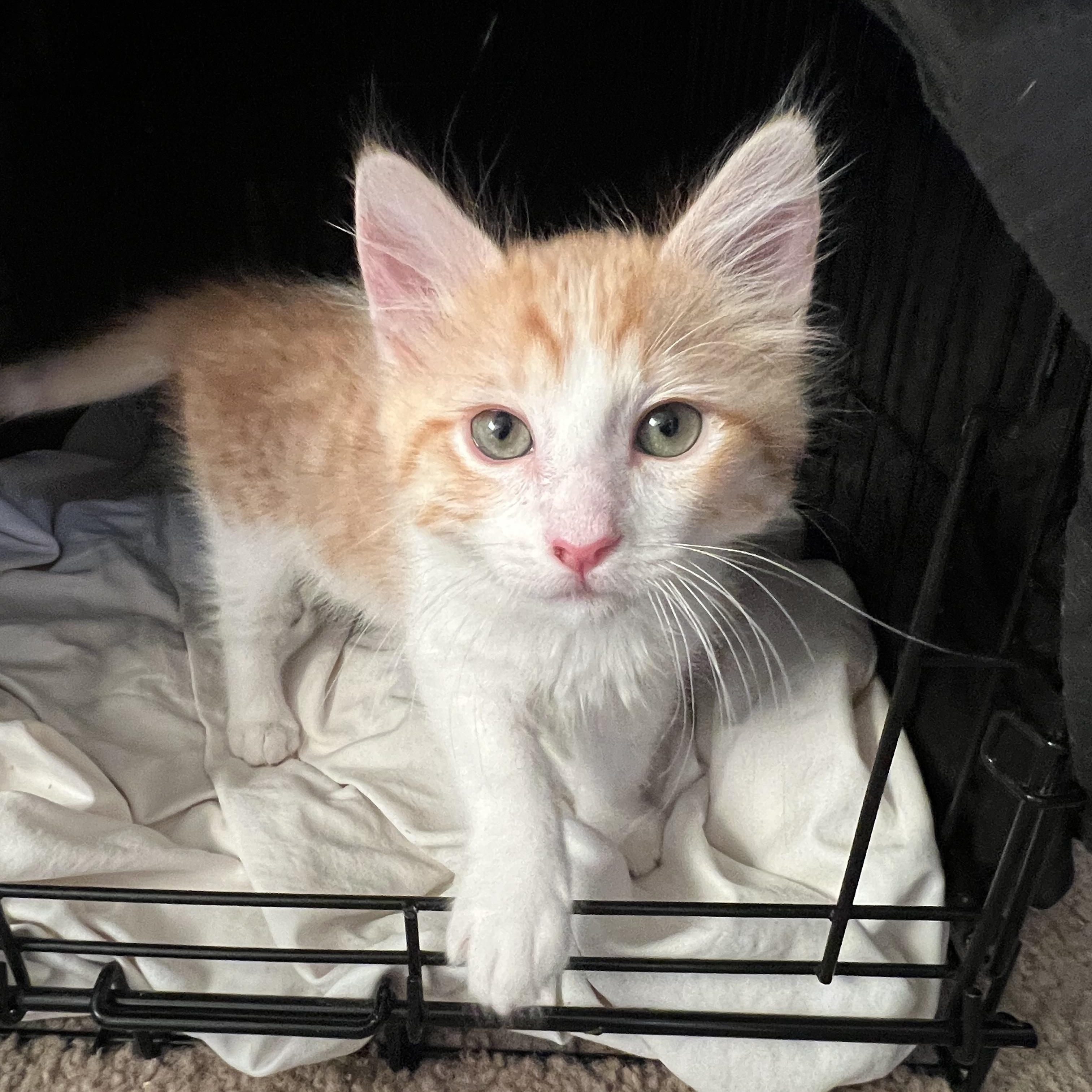 Mango, Adopted, Kitten Male Tabby.