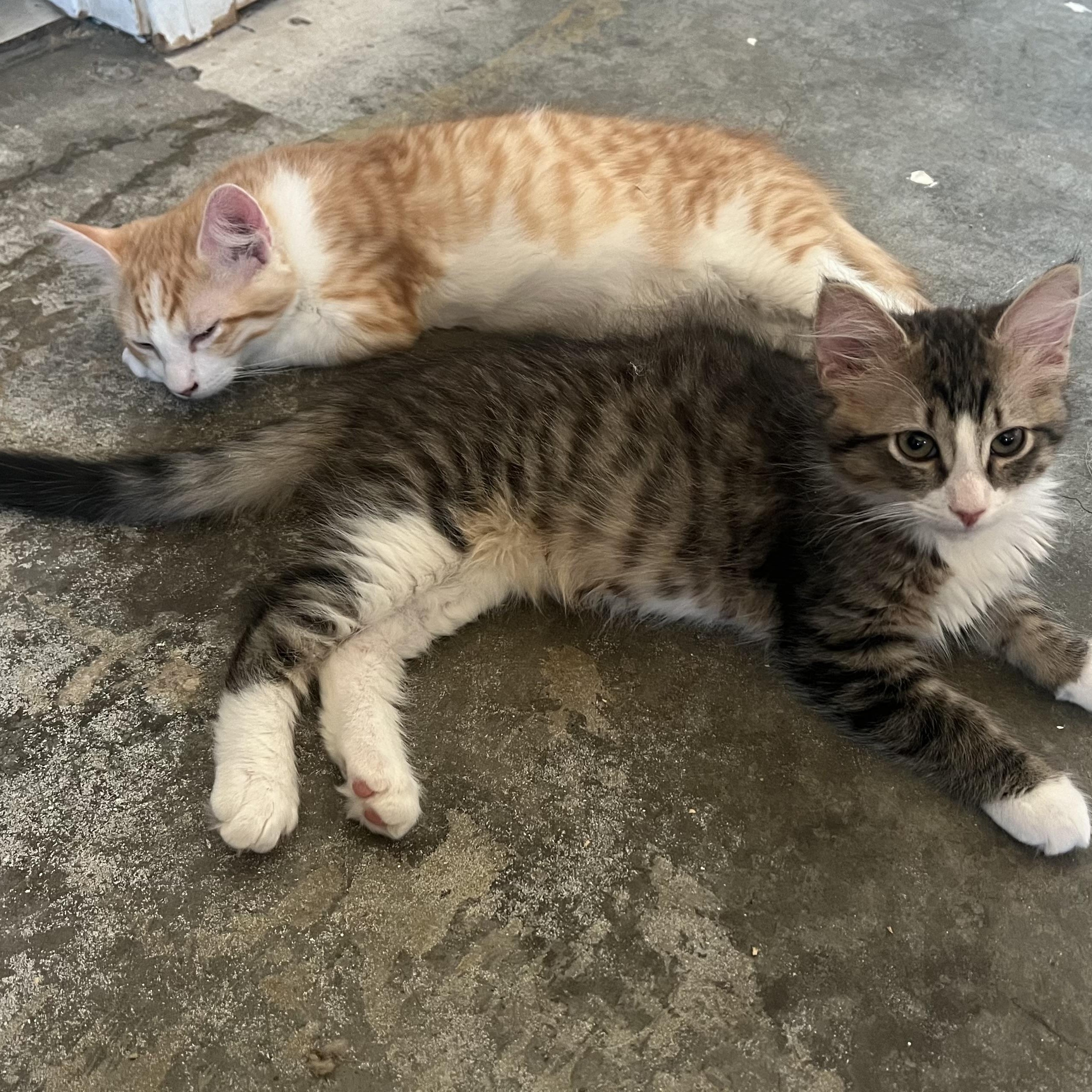 Mango, a Adopted Tabby in Laguna Niguel, CA image 2/6