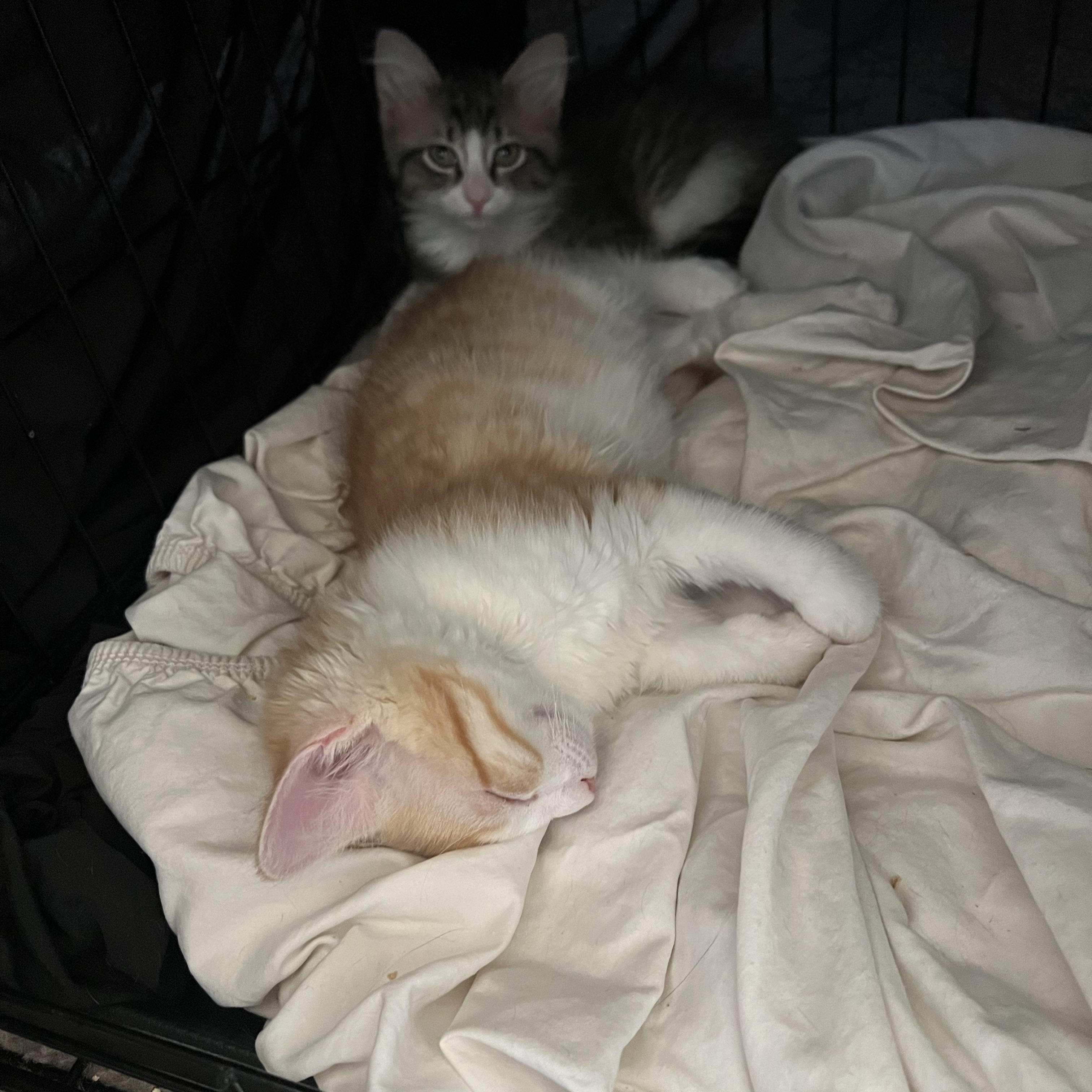 Mango, a Adopted Tabby in Laguna Niguel, CA image 4/6