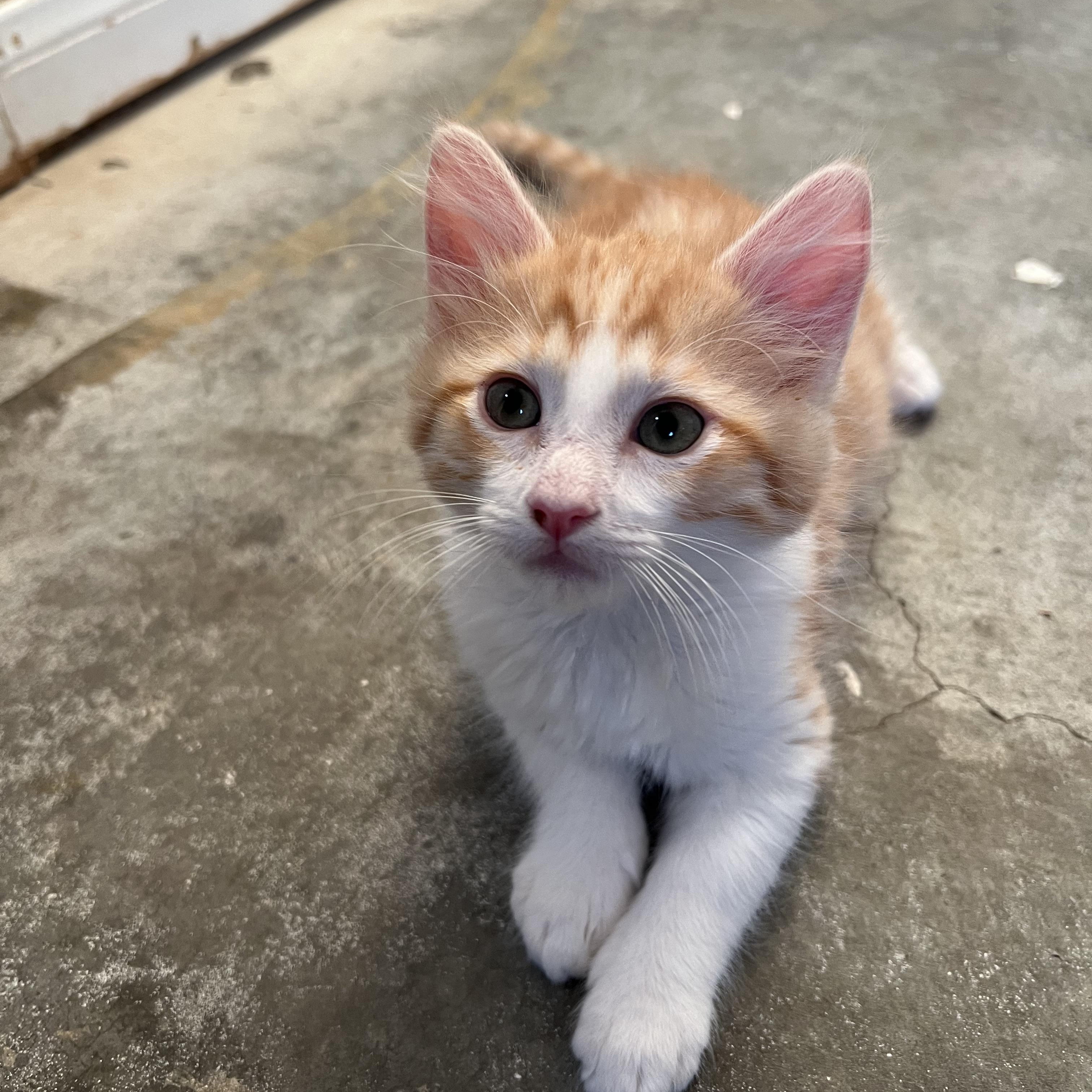 Mango, a Adopted Tabby in Laguna Niguel, CA image 5/6