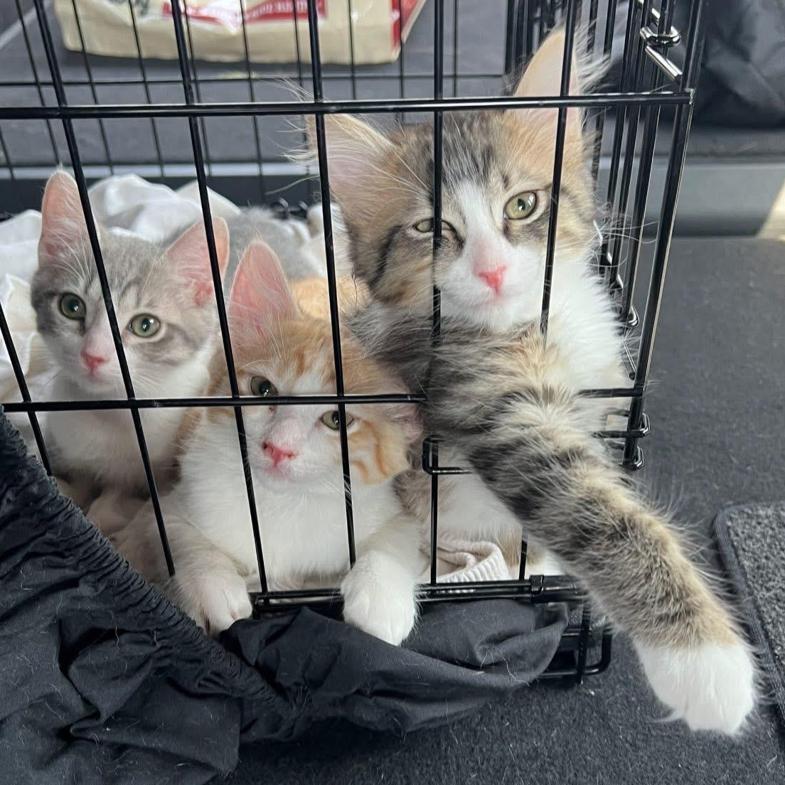 Mango, a Adopted Tabby in Laguna Niguel, CA image 6/6