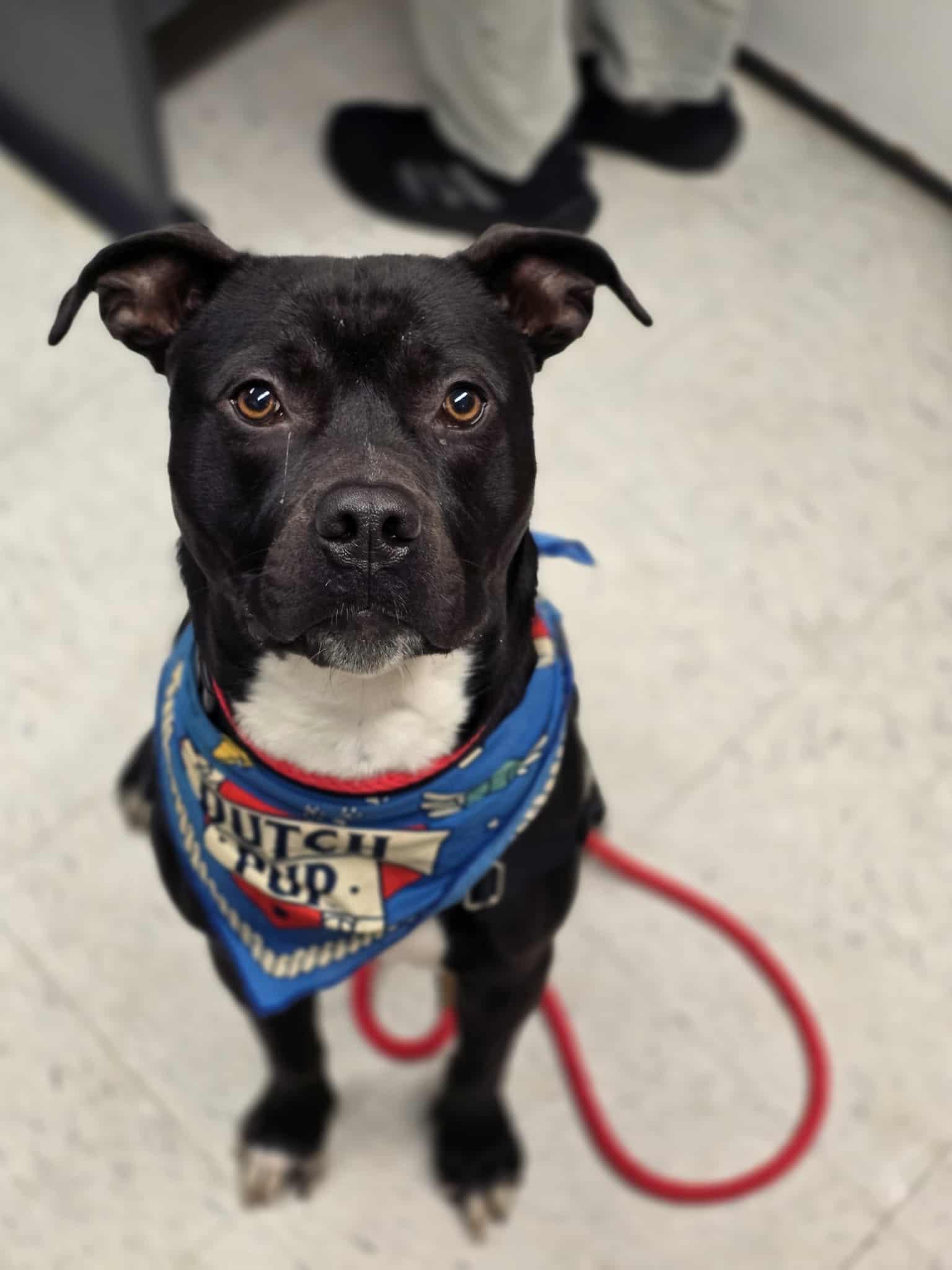 Enlarge Travieso, an adoptable Pit Bull Terrier in Grants Pass, OR image 1/5