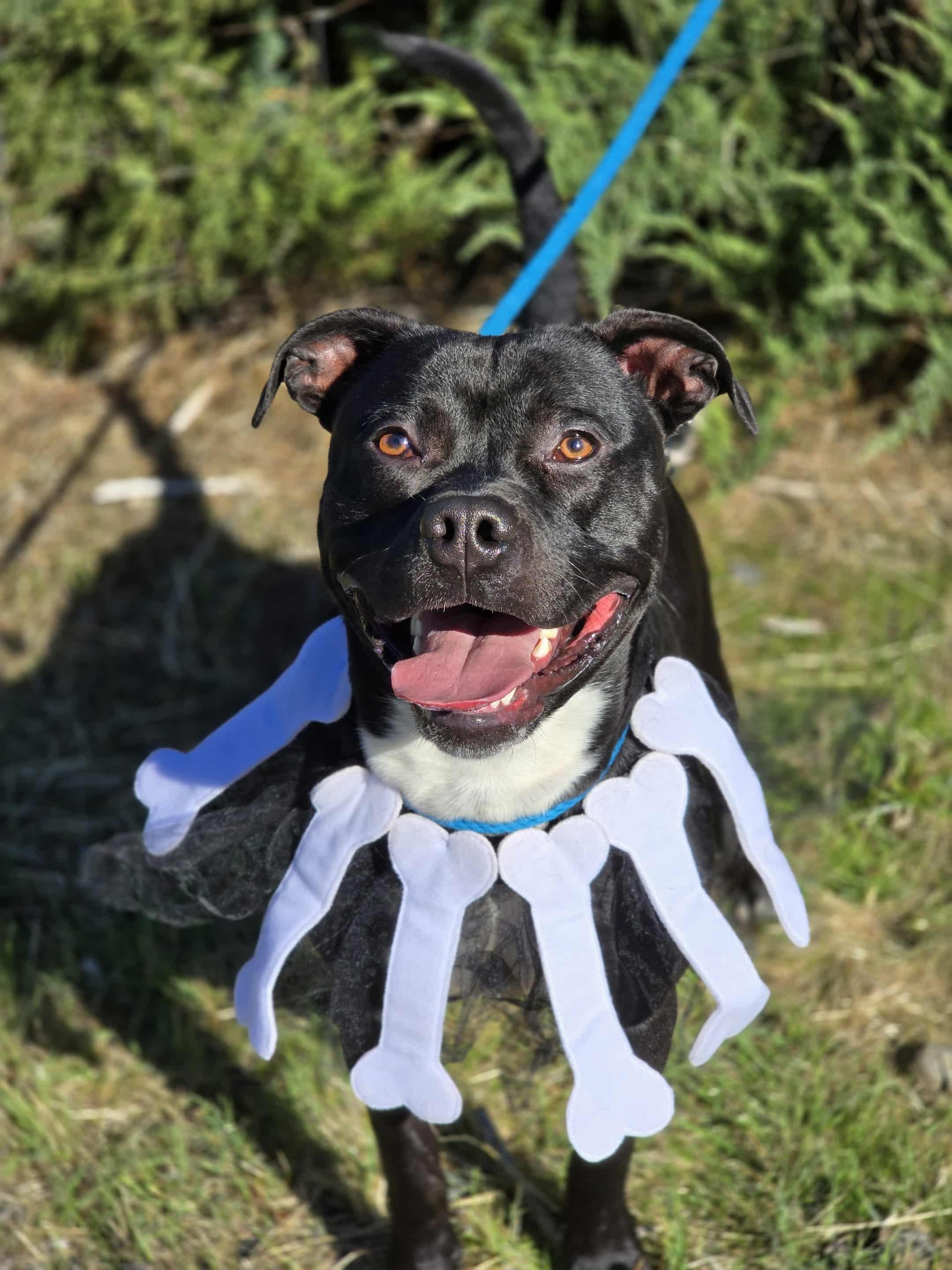 Enlarge Travieso, an adoptable Pit Bull Terrier in Grants Pass, OR image 2/5