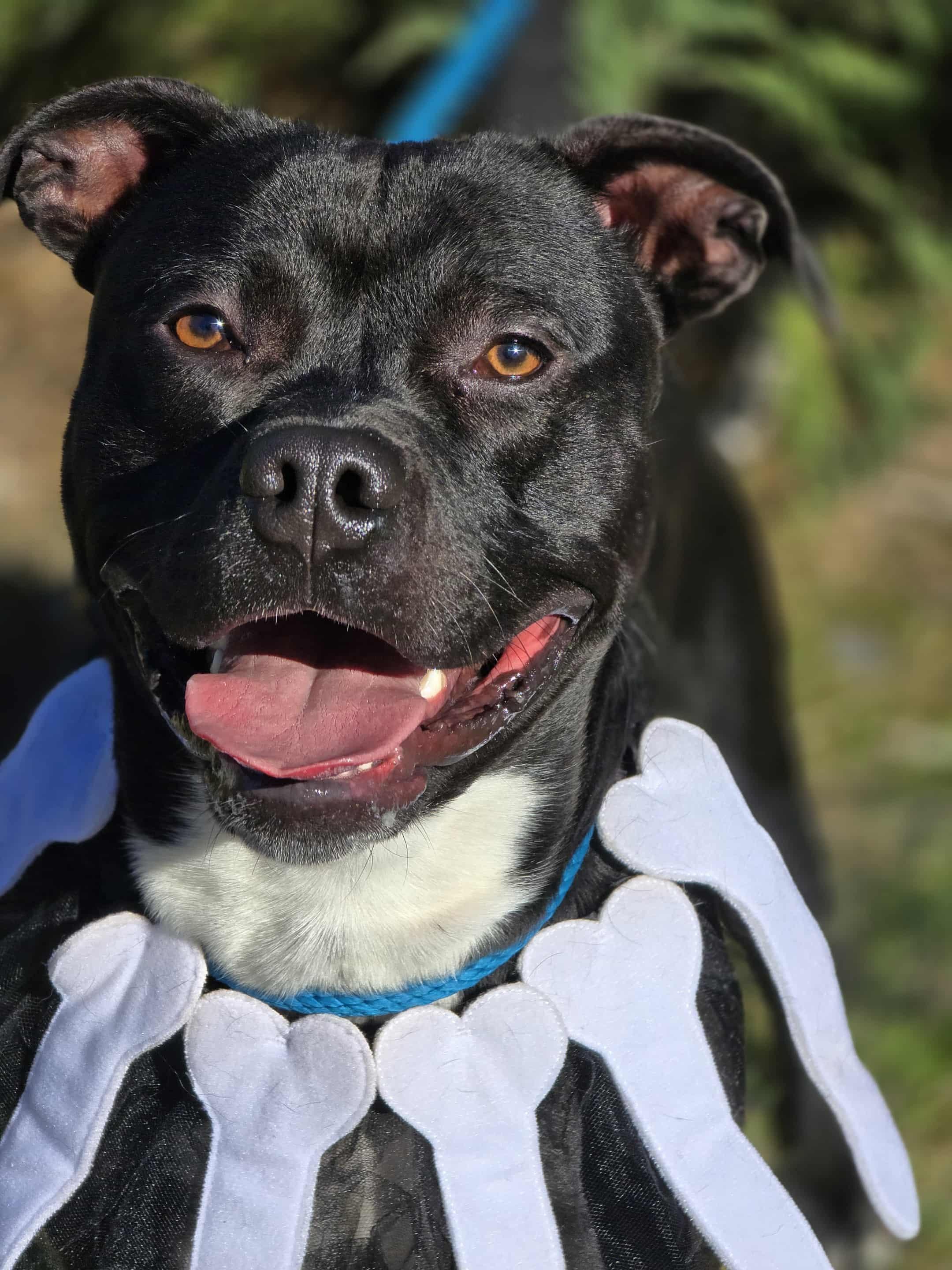 Enlarge Travieso, an adoptable Pit Bull Terrier in Grants Pass, OR image 3/5