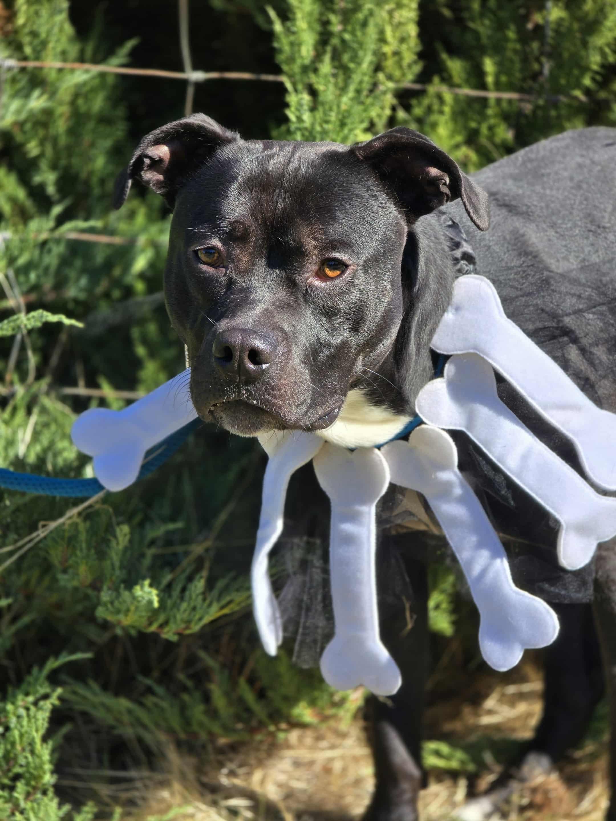 Travieso, adoptable, Adult Male Pit Bull Terrier.