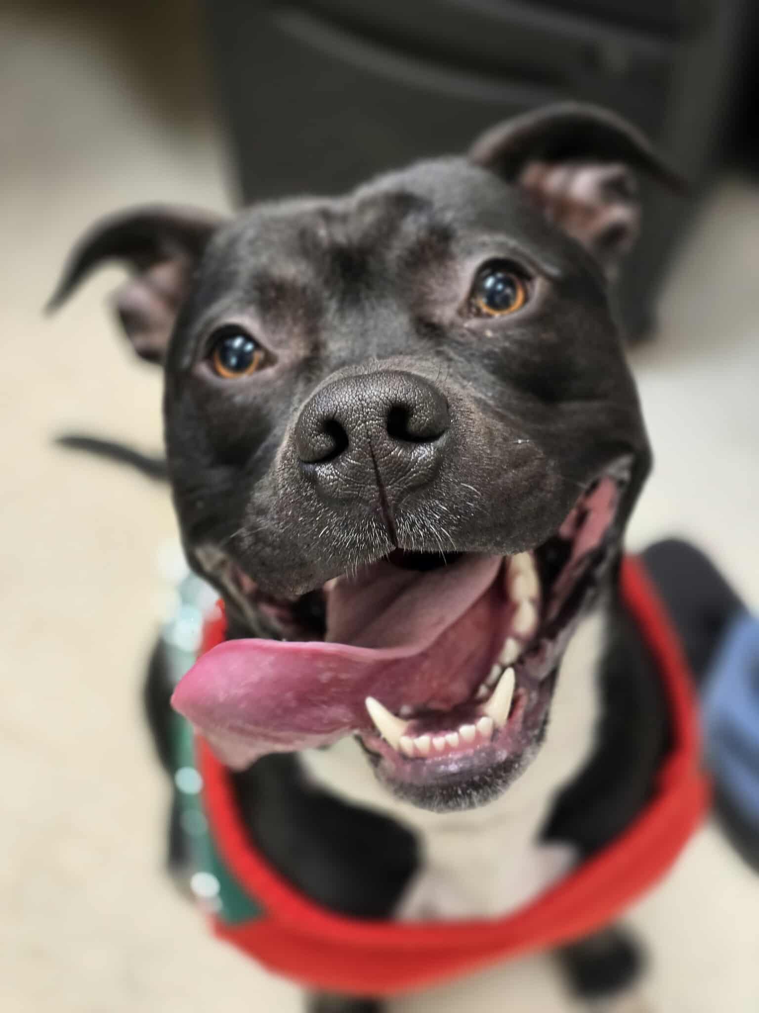 Enlarge Travieso, an adoptable Pit Bull Terrier in Grants Pass, OR image 5/5