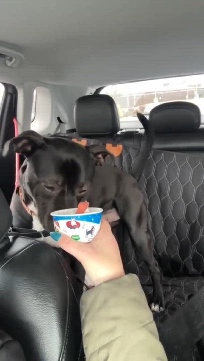 Enlarge Travieso, a other Pit Bull Terrier in Grants Pass, OR video 6/6