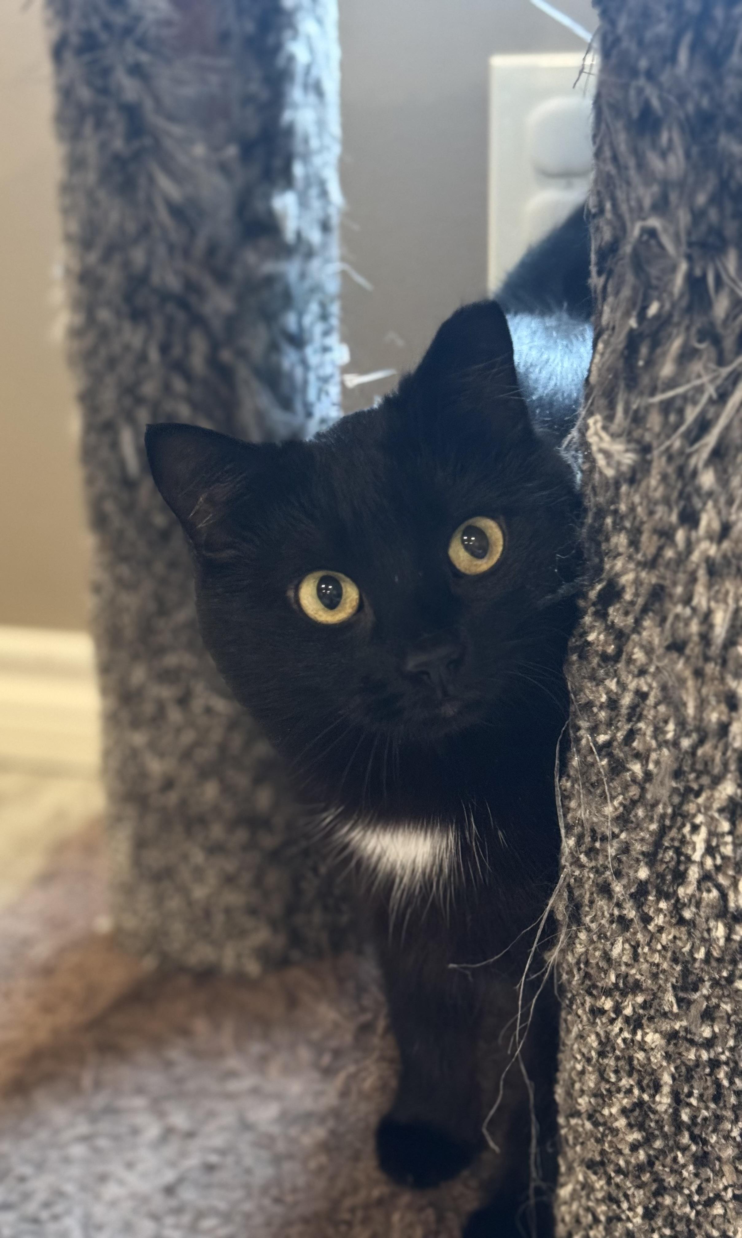 Evette (bonded with Magpie)