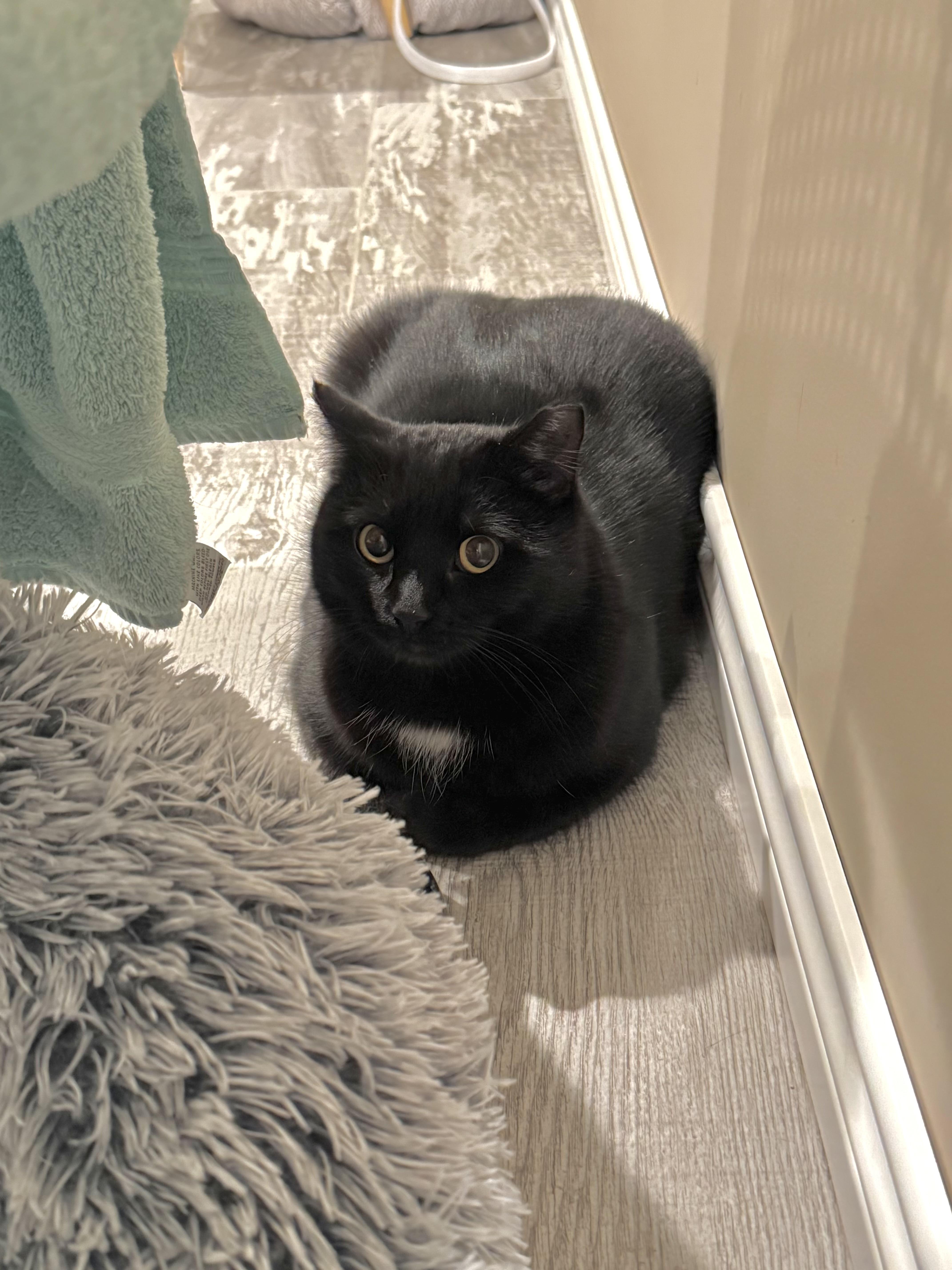 Evette (bonded with Magpie)