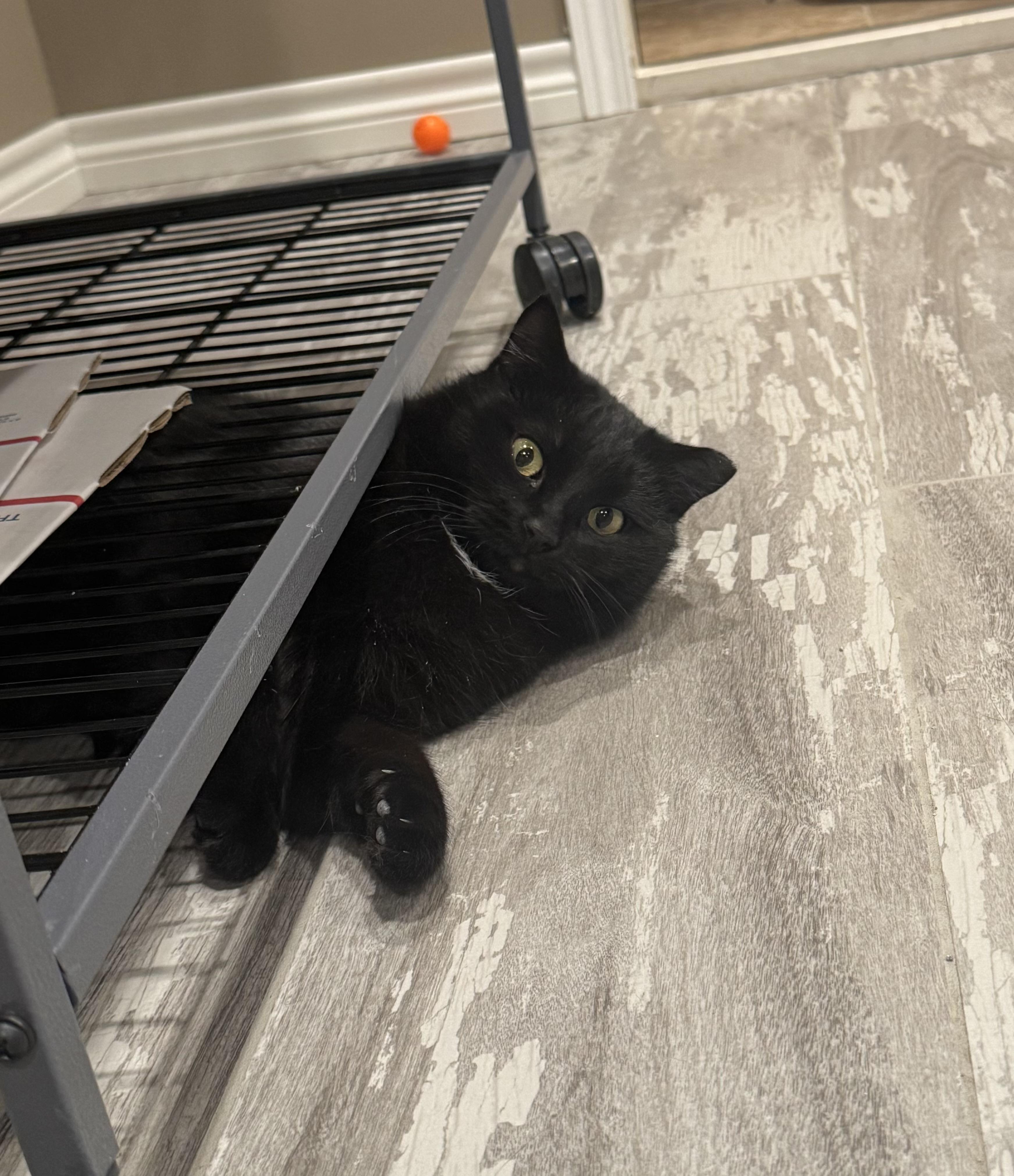 Evette (bonded with Magpie)