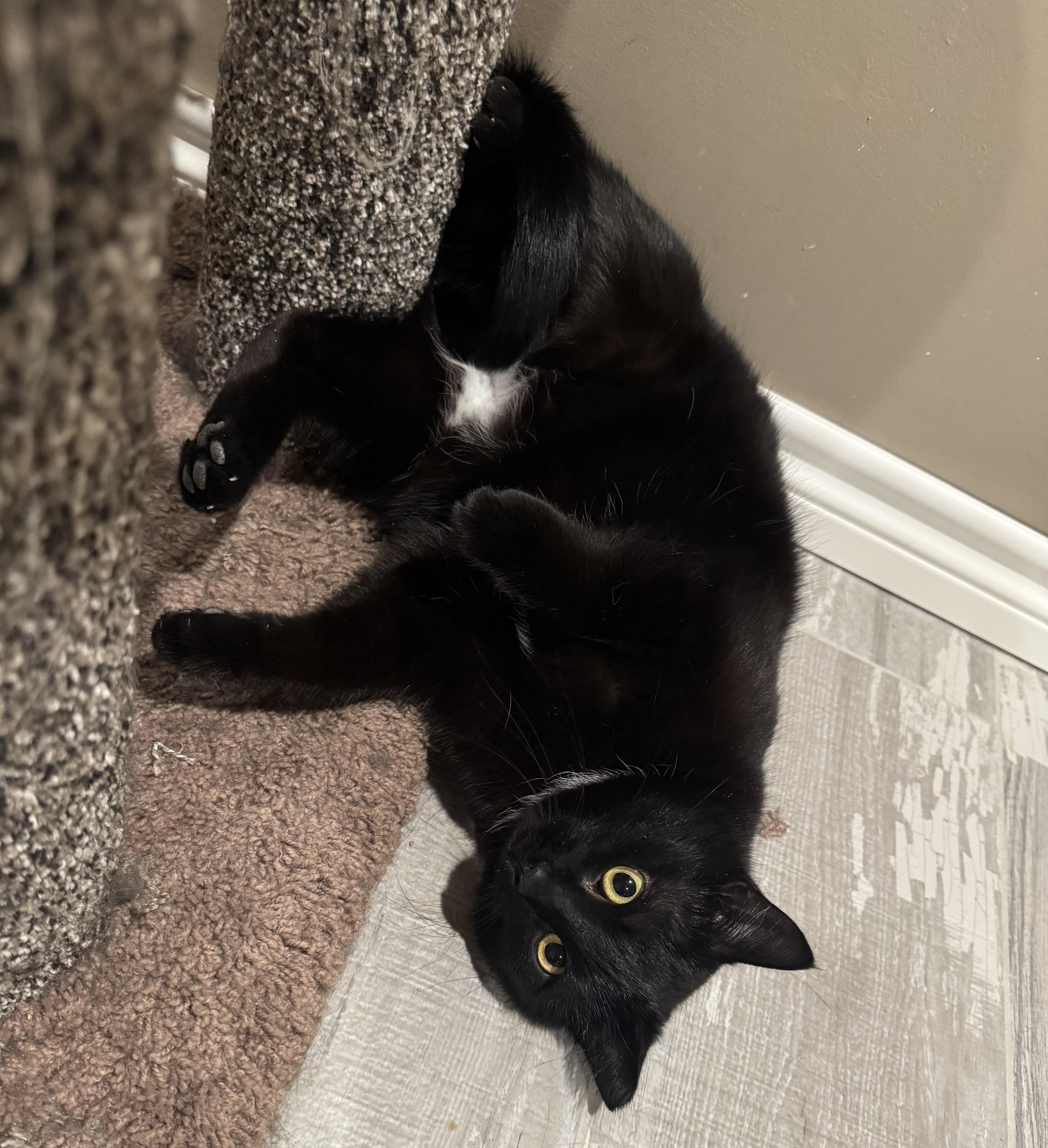 Evette (bonded with Magpie)
