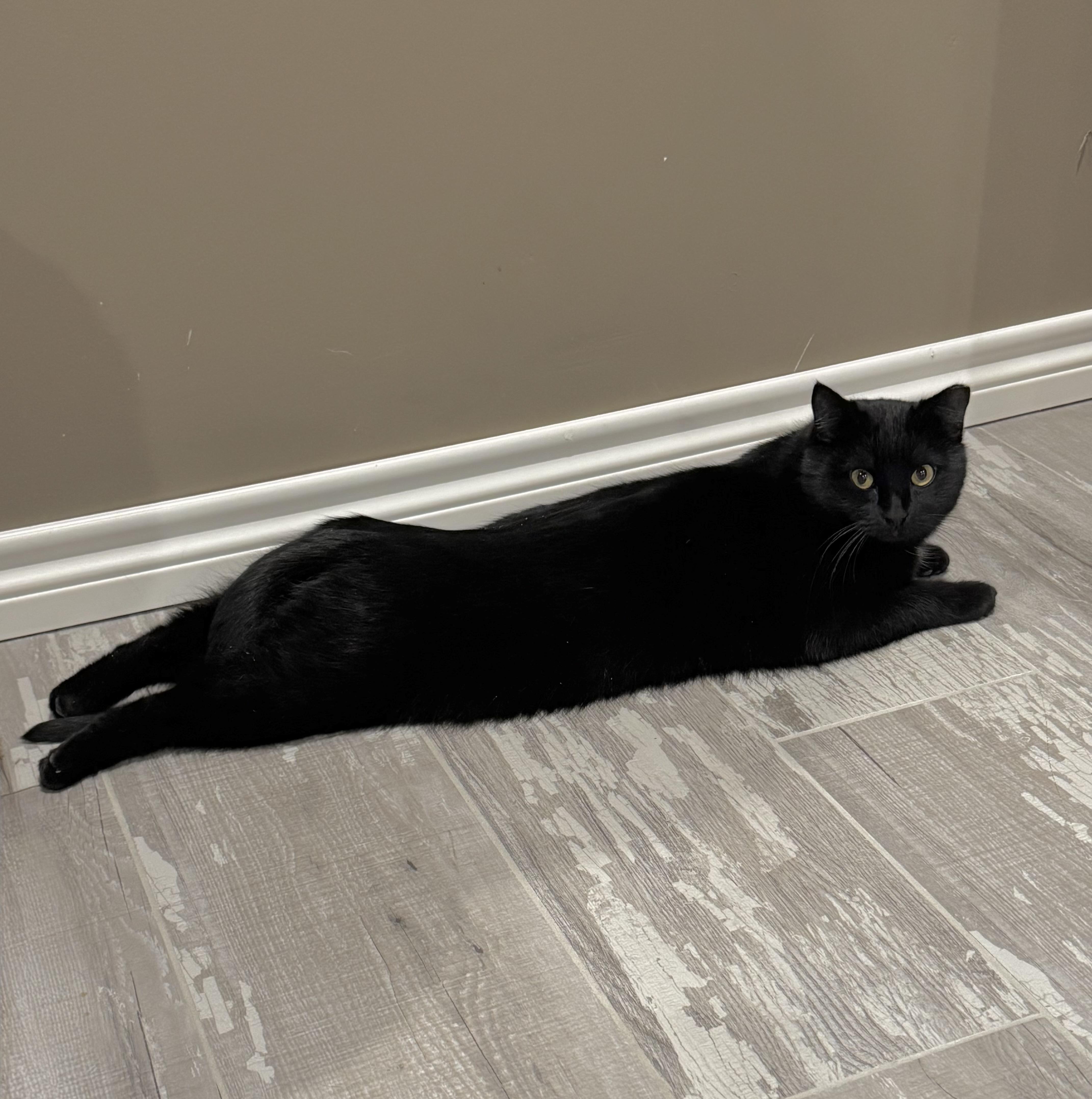 Evette (bonded with Magpie)