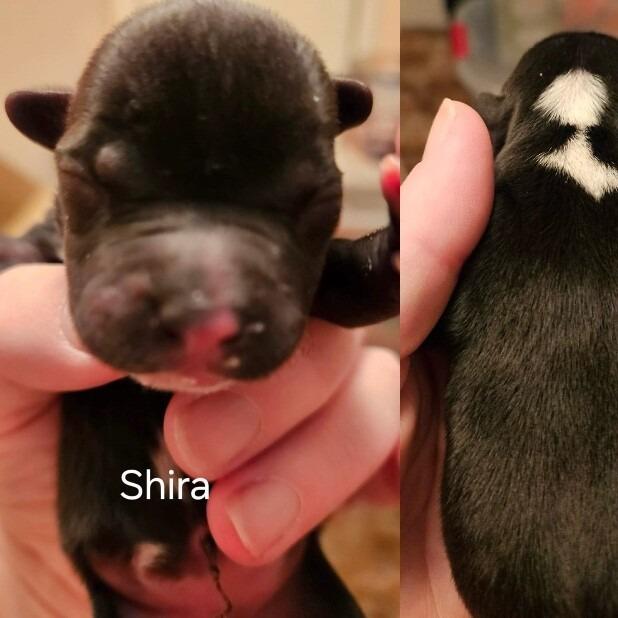 Enlarge Shira, a Adoptable mixed breed in Alma, WI image 3/6