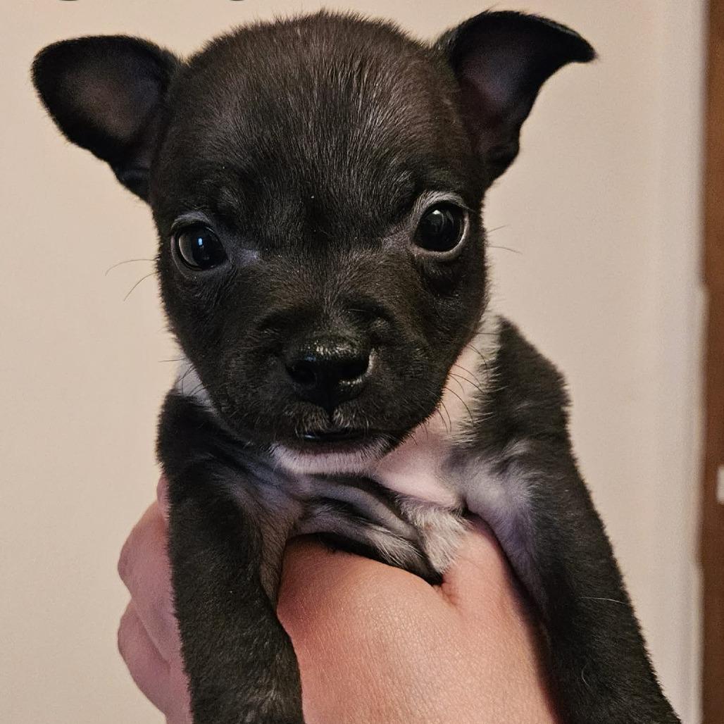 Enlarge Shira, a Adoptable mixed breed in Alma, WI image 4/6