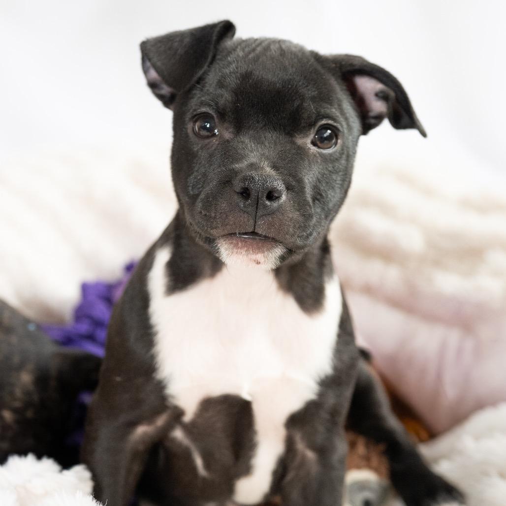 Shira, Adoptable, Puppy Female Pit Bull Terrier & Mixed Breed.