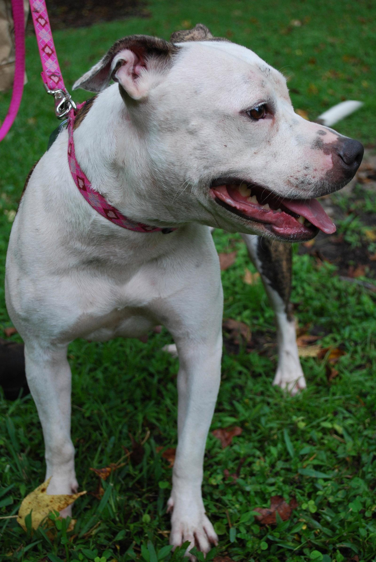 Primrose, Adopted, Young Female Pit Bull Terrier.