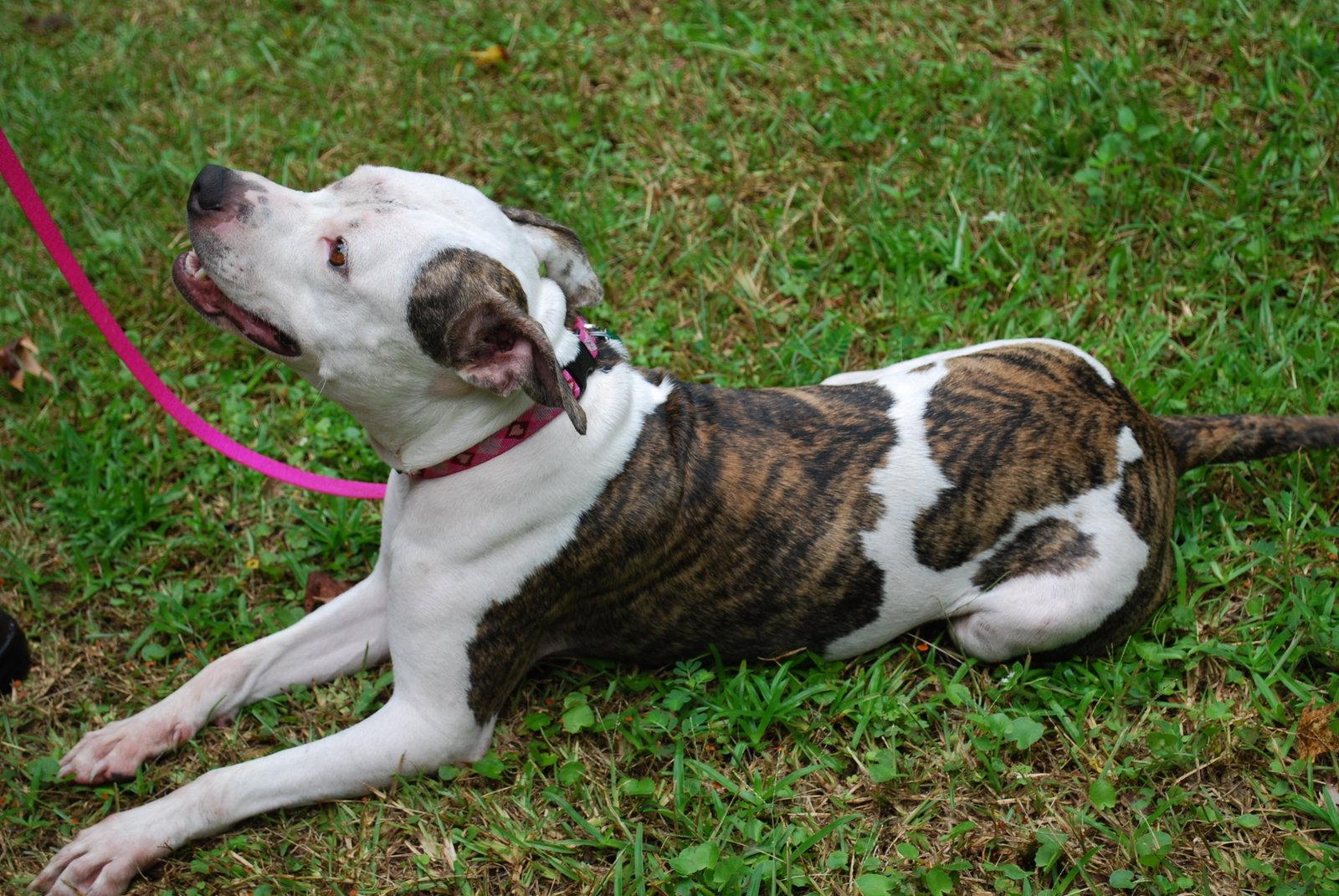 Primrose, a Adopted Pit Bull Terrier in Gainesville, FL image 2/3