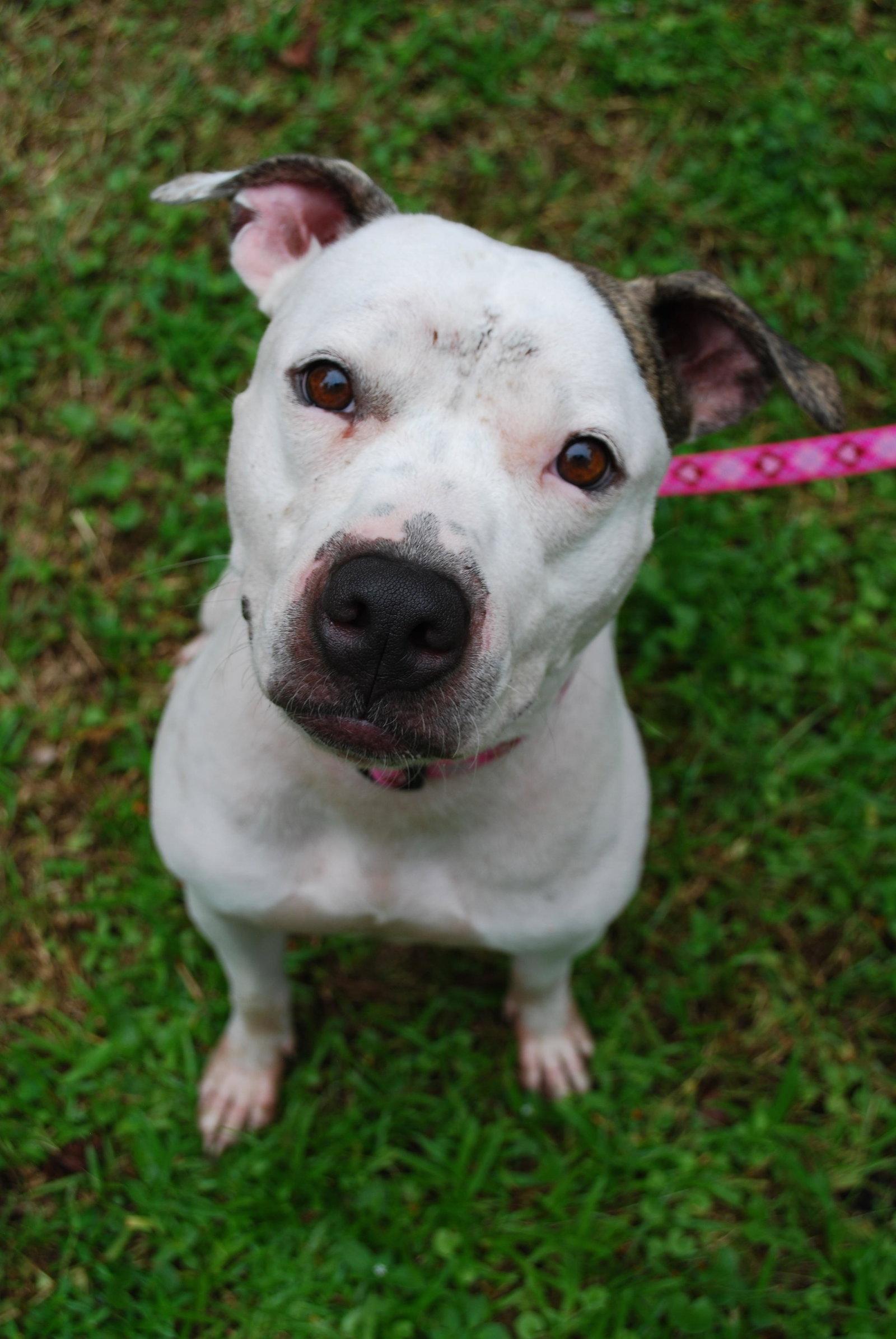 Primrose, a Adopted Pit Bull Terrier in Gainesville, FL image 3/3
