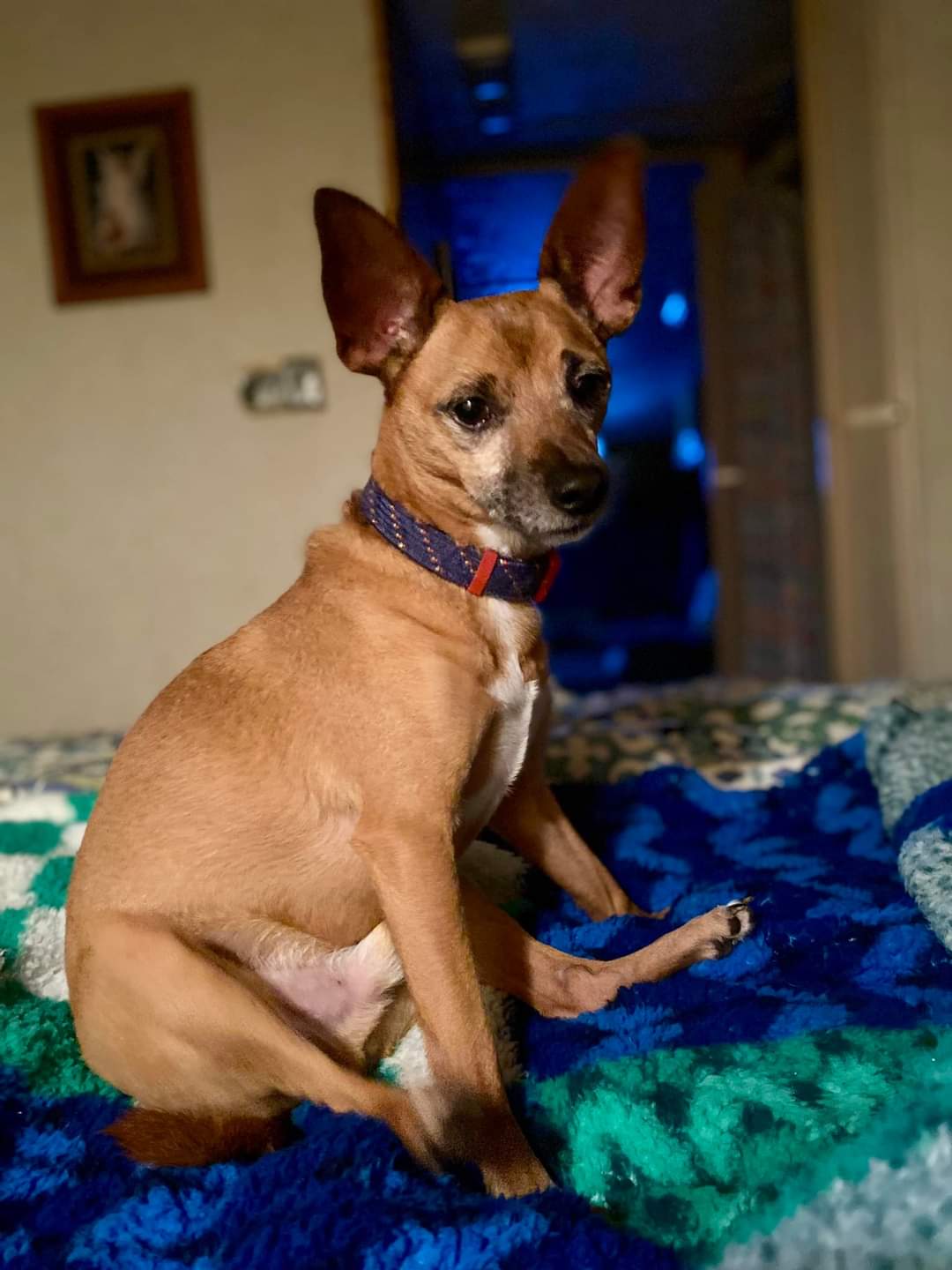 Enlarge Axel, an adoptable mixed breed in Memphis, TN image 4/5
