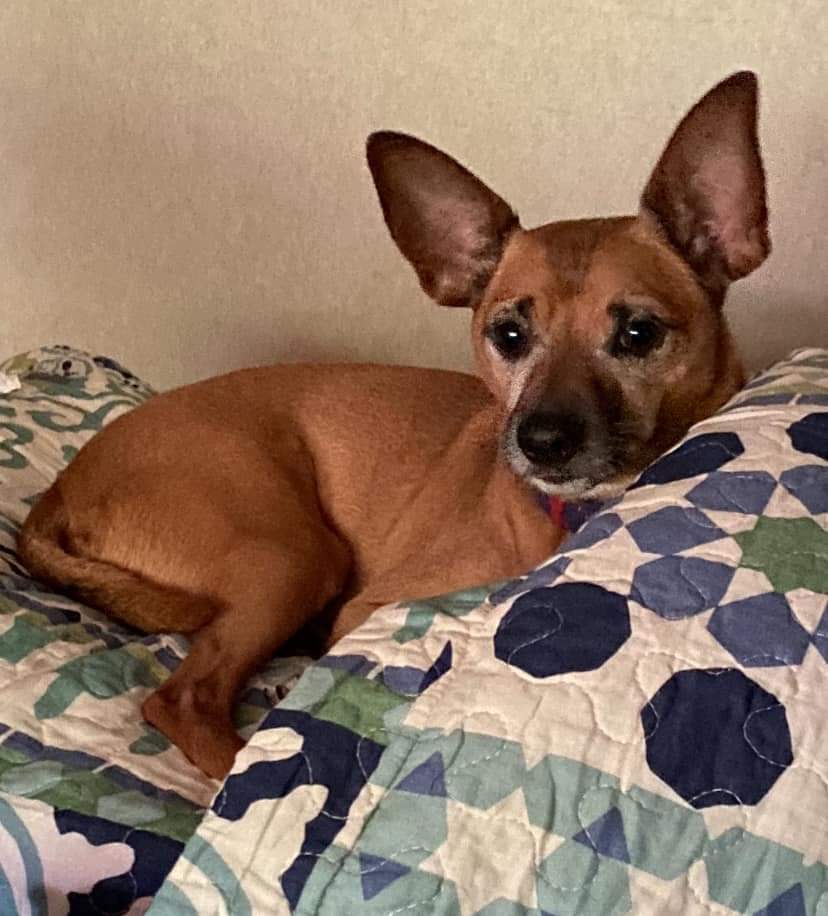 Enlarge Axel, an adoptable mixed breed in Memphis, TN image 5/5