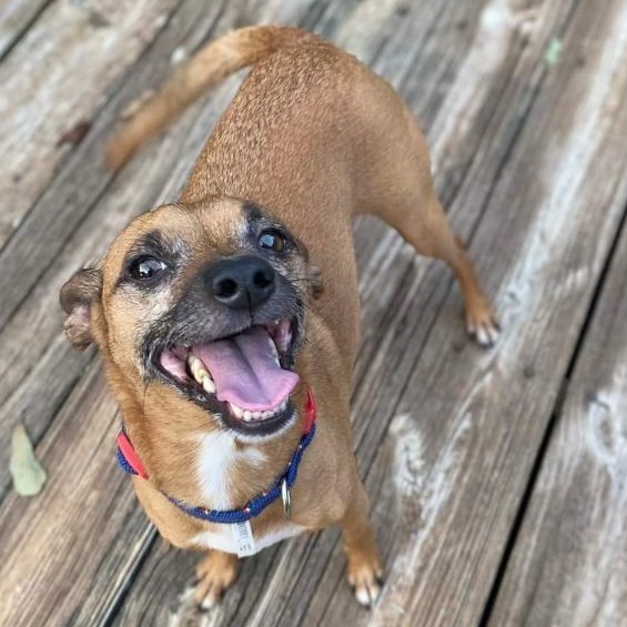 Enlarge Axel, an adoptable mixed breed in Memphis, TN image 2/5