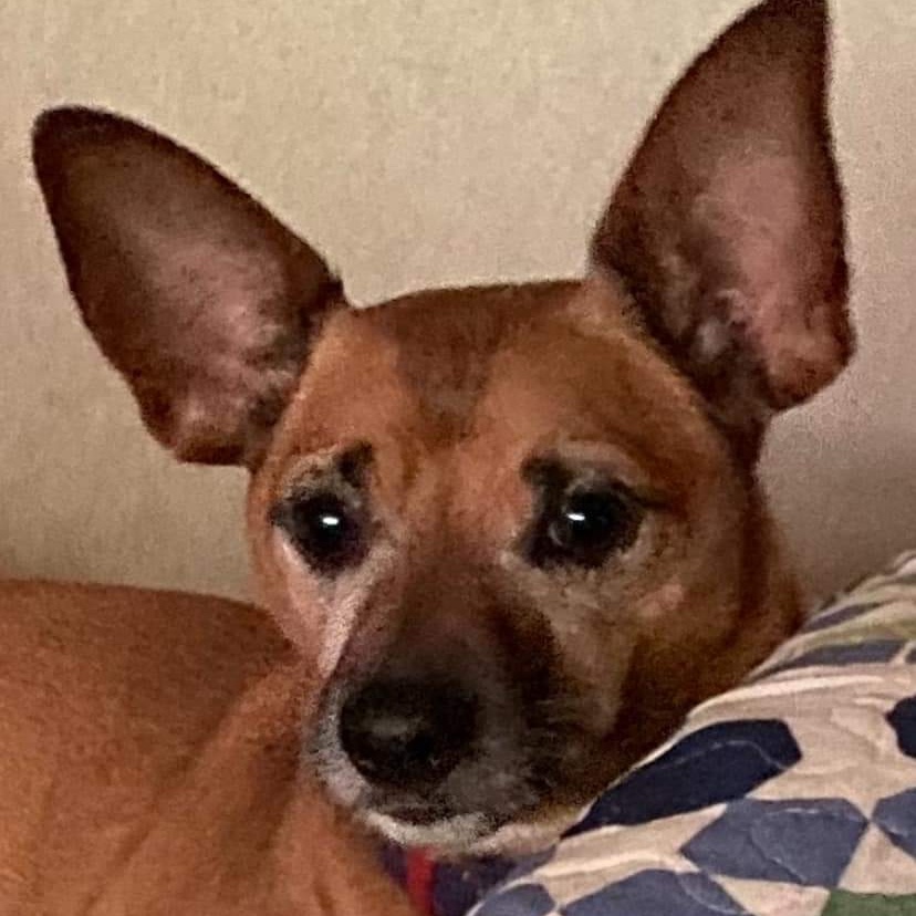 Enlarge Axel, an adoptable mixed breed in Memphis, TN image 1/5