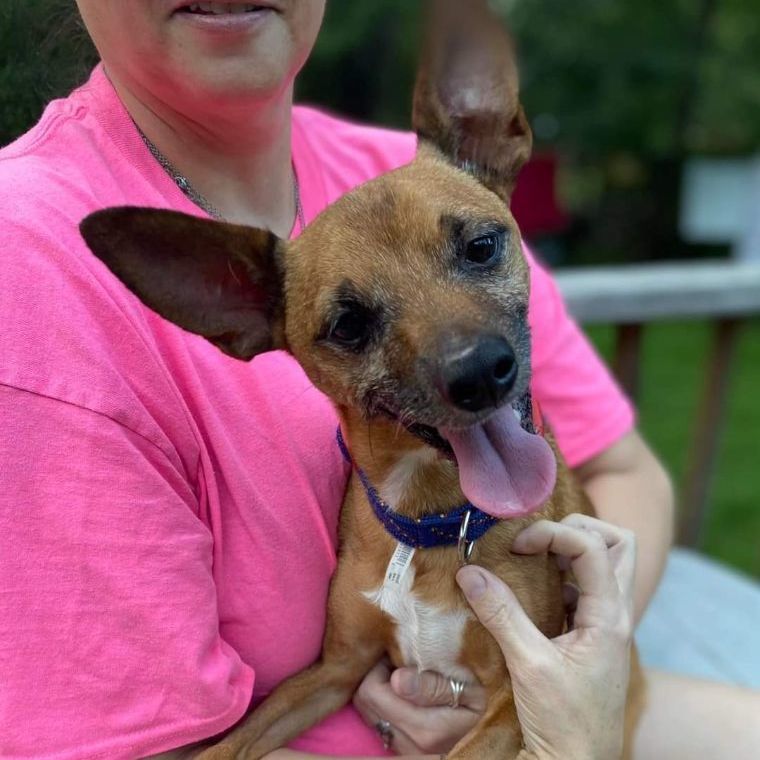 Enlarge Axel, an adoptable mixed breed in Memphis, TN image 3/5