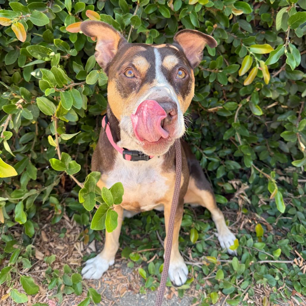 Luna, Adoptable, Senior Female Pit Bull Terrier & Mixed Breed.