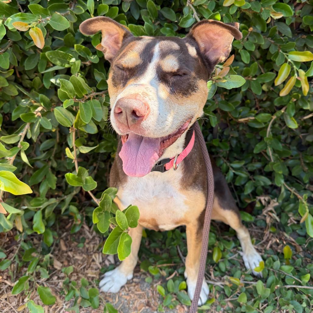 Enlarge Luna, a Adoptable mixed breed in Santa Barbara, CA image 2/6